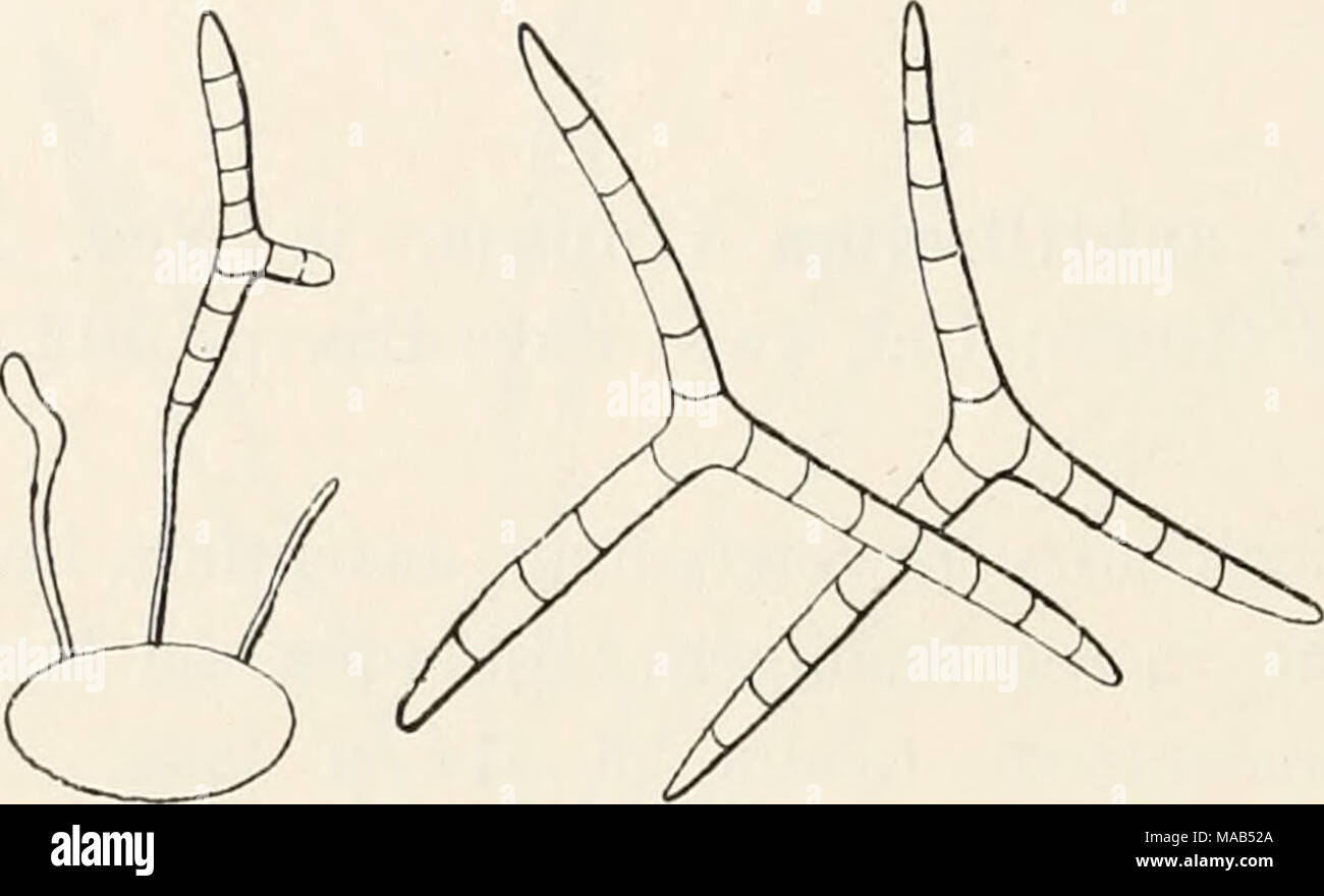 . Dr. L. Rabenhorst's KryptogamenFlora von Deutschland, Oesterreich