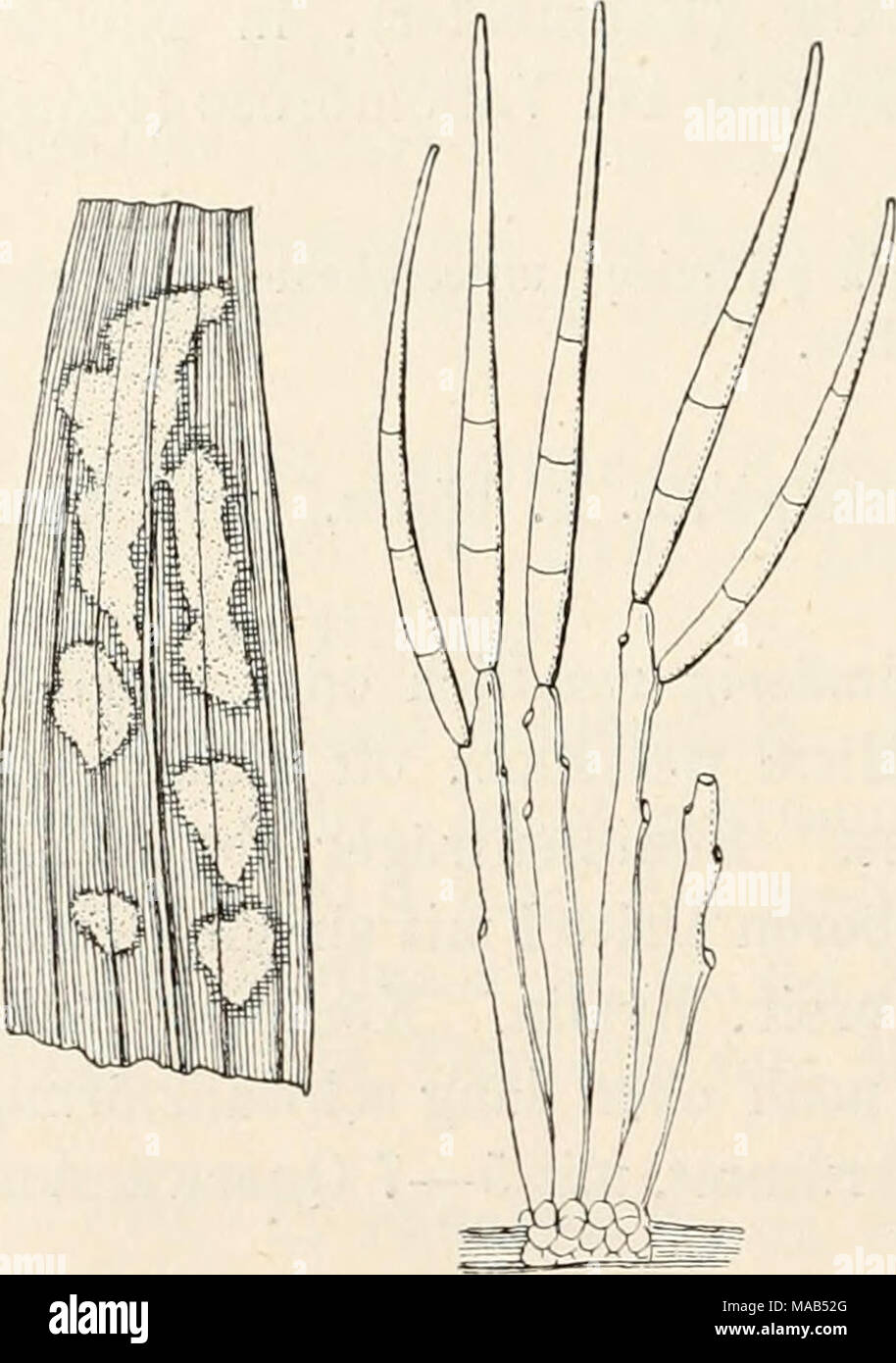 . Dr. L. Rabenhorst's Kryptogamen-Flora von Deutschland, Oesterreich und der Schweiz . Cercosporella pantoleuca Sacc. Habitus der Basen auf Plantago nat. Gr. und Konidienträger mit Konidien, stark verg. (Nach Saccardo.) 874. C. pantoleuca Sacc. Fungi ital. Tab. 679 (1881); Syll. lY, 219. Syn. Cercospora pantoleuca Sacc. Michelia I, 268 (1878). Exs. Eoumeguere Fungi gall. 3496; Eabenhorst Fungi eur. 2778; öydow Myc. march. 1687. Blattflecken oberseitig, buch- tig, beim Trocknen weiss werdend, braun herandet. Rasen dicht ge- häuft, weiss. Konidienträger locker büschelförmig, fädig, aufsteigend,  Stock Photo