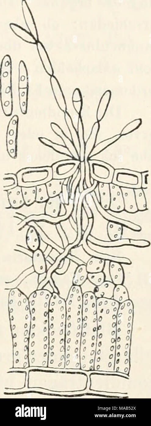 . Dr. L. Rabenhorst's Kryptogamen-Flora von Deutschland, Oesterreich und der Schweiz . Ramularia aequi- voca (Ces.) Stark vergr. (Nach Voglino). 926. R. ranunculi Peck in 35. Ann. Rep. New York Stat. Mus. Nat. Hist. p. 141 (1883). — Sacc. Syll. IV, 200. Syn. Cylindrospora ranunculi Schroet. in Schles. Krypt. Fl. Pilze II, 485 (1897). Bhittflecken rundlich, 4—6 mm im Durchm., oft zusammen- fließend, undeutlich begrenzt, braun, dann schwärzlich werdend. Rasen unterseitig, ziemlich dicht, weißlich. Konidienträger büschlig zu den Spaltöffnungen vorbrechend, hyalin, unverzweigt, unseptiert, 18 — 30 Stock Photo