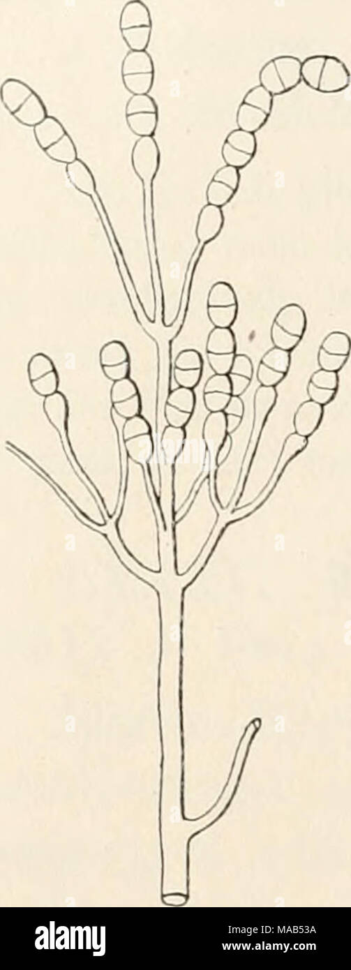 . Dr. L. Rabenhorst's Kryptogamen-Flora von Deutschland, Oesterreich und der Schweiz . 795. D. teriiatiim (Bonord.). Syn. Cladotrichum ternatum Bonord. Handb. allgem. Mykol. p. 78 (1851;, Fig. 84. — Fuckel Symb. p. 356. Didymocladium ternatum Sacc. Syll. IV, 187 (1886). Exs. Fuckel Eungi rhen. 1524. Rasen wollig, weiss. Konidienträger auf- steigend, wenig septiert, verzweigt, Aeste kurz, fast opponiert oder zu drei an dreiquirligen, fädigen, an der Spitze angeschwollenen Aestchen abgehend. Konidien ellipsoidisch, zweizeilig, an der Scheidewand zuletzt eingeschnürt, in ziemlich langen Ketten, h Stock Photo