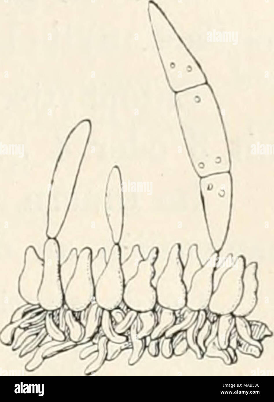 . Dr. L. Rabenhorst's Kryptogamen-Flora von Deutschland, Oesterreich und der Schweiz . 395 803. F. Mseptatum Sacc. in Grevillea XXI, 69 (1893), Tab. 184, Fig. 15; Syll. XI, 607. Exs. Krieger Fungi sax. 683; Eabenliorst Fungi eur. 3897. Blattflecken länglich, isabellfarben. Rasen klein, fest, nieder- gedrückt, blass, ungefähr oberflächlich. Hyphen geschlängelt mit aufrechten, eiförmig - kegelförmigen, ungleichen, 12 fi langen, 4: f.i breiten^ parallelen, konidien- tragenden Seiteuästen. Konidien spindelförmig, leicht gekrümmt, oben spitzer, mit 2 Scheide- wänden, 20—30 ,« lang, 4 u breit, mit k Stock Photo