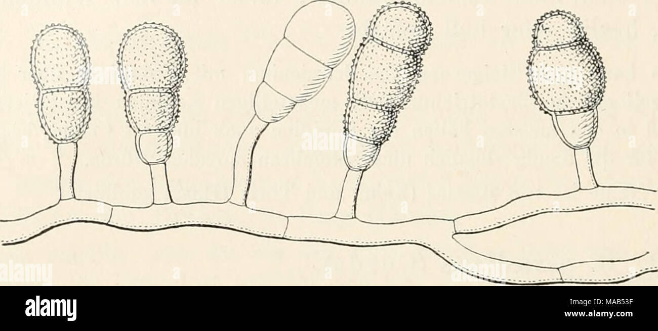 . Dr. L. Rabenhorst's KryptogamenFlora von Deutschland, Oesterreich