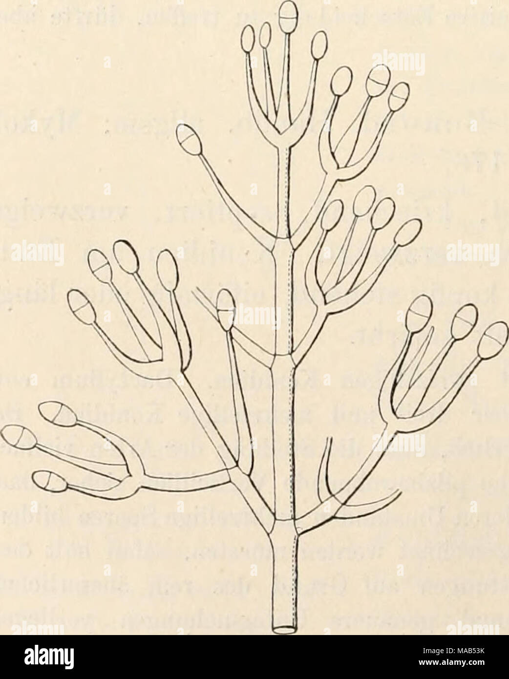 . Dr. L. Rabenhorst's Kryptogamen-Flora von Deutschland, Oesterreich und der Schweiz . Diplocladium minus Bonord. Konidienträger, vergr. (Nach Bonorden.) Syn. Dactylium Kennyi Berk. et Br. in Ann. and Mag. Nat. Hist. 4. ser. XI, 346 (1873). Diplocladium Eennyi Sacc. Syll. IV, 177 (1886). Stock Photo