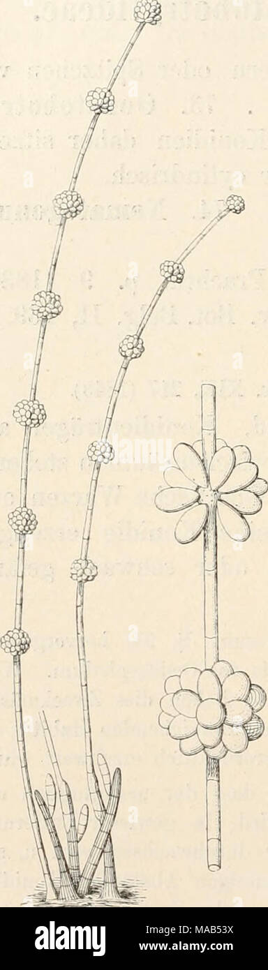 Dr L Rabenhorst s Kryptogamen Flora Von Deutschland Oesterreich dr-l-rabenhorst-s-kryptogamen-flora-von-deutschland-oesterreich