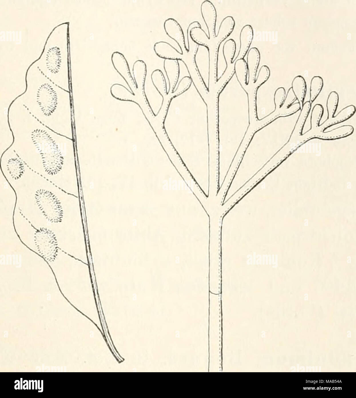 . Dr. L. Rabenhorst's Kryptogamen-Flora von Deutschland, Oesterreich und der Schweiz . Cladobotryum Thuemenii Sacc. Blattfiecken, nat. Grösse, und Konidienträger, vergr. (Nach Saccardo.) Zweifelhafte Art. 698. C. varium Nees Syst. p. 56 (1817), Fig. 54. — Sacc. Syll. IV, 160. Syn. Botrytis varisperma Link in Magaz. Ges. Nat. Fr. Berlin VII, 36 (1816). Dactylium varium Fries Syst. Myc. III, 414 (1832). Rasen spinnewebartig-, locker verflochten, zuerst weiss, dann blass rosa. Konidienträger unregelmässig verzweigt. Konidien länglich. An Holzsplittern ziemlich selten in Deutschland, Frankreich un Stock Photo