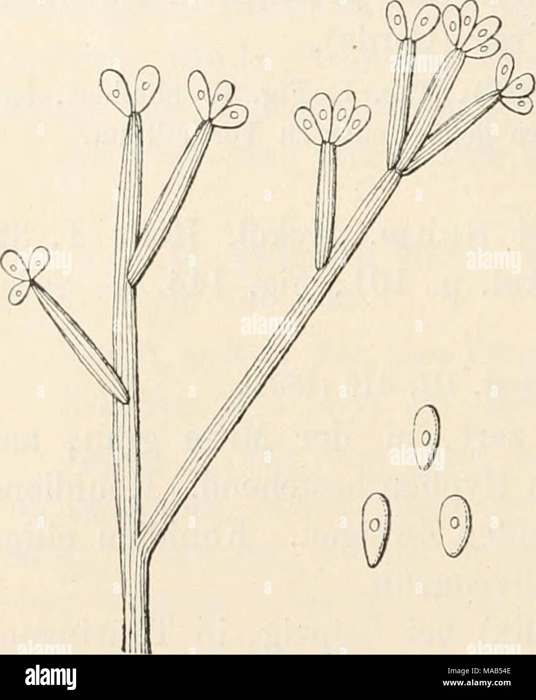 . Dr. L. Rabenhorst's Kryptogamen-Flora von Deutschland, Oesterreich und der Schweiz . Botrytis geniculata Corda. Konidienträger und Konidien, stark vergr. (Nach Saccardo.) Untergattung IL Polyactis Link. 618. B. cinerea Pers, Tent. Disp, meth. Fiing. p. 46 (1797), Tab. 3, Fig. 10; Syn. p. 690 (1801). — Link Spec. Plant. I, 60. — Fries Syst. Myc. III, 396. — Sacc. Syll. lY, 129. — De Wild, et Dur. Prodr. Fl. Belg. II, 312. — Wehmer in Beitr. z. Kenntn. einh. Pilze II, 81, Tab. III, Fig. 12—14. - Lindau in Yerhandl. Bot. Yer. Prov. Brandenb. XLYII, 64 (1905). Syn. Botrytis cinerea Pers. var. sc Stock Photo