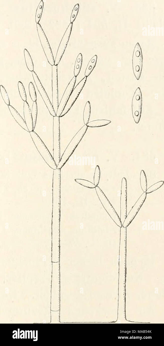 . Dr. L. Rabenhorst's Kryptogamen-Flora von Deutschland, Oesterreich und der Schweiz . Verticillium buxi (Link). Konidienträger und Konidien, stark vergr. (Nach Saccardo.) Stock Photo