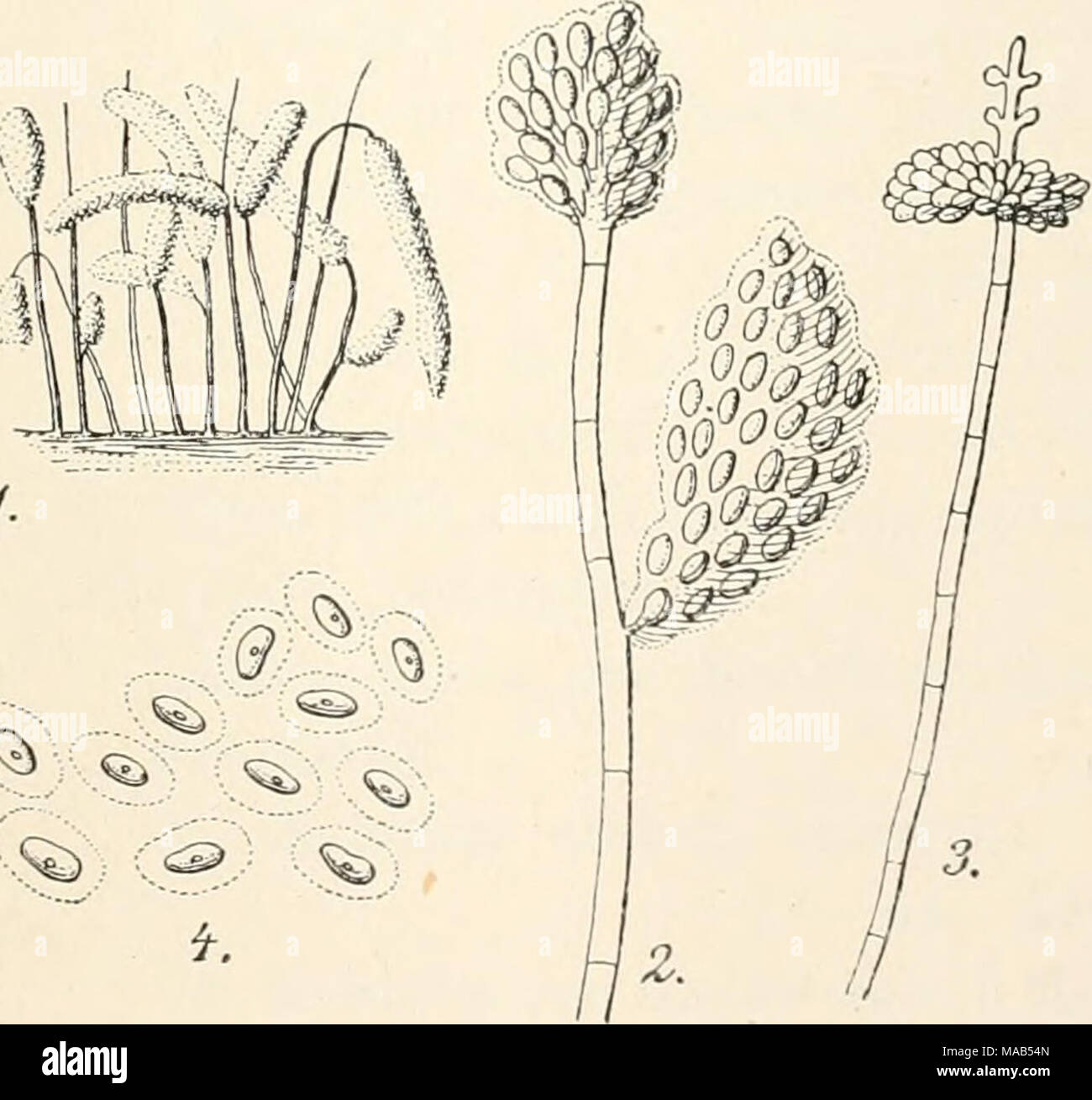 . Dr. L. Rabenhorst's Kryptogamen-Flora von Deutschland, Oesterreich und der Schweiz . 'â â¢.&lt;^';: (c^) (''^, f. Tolypomyria mierosperma Corda. 1. Habitus des Pilzes, schwach vergr. 2 u. 3 KonidientrÃ¤ger, stark vergr. 4. Konidien, stark vergr. (Nach Corda.) hyalin, 180Â« lang. Konidien zu grÃ¼nen, gelatinÃ¶sen Ranken un- regelmÃ¤ssig verklebt, fast eifÃ¶rmig, sehr klein, aussen mit weisser *) Durch einen Druckfehler ist âmicrospora&quot; statt mierosperma gesetzt. 20* ' Stock Photo