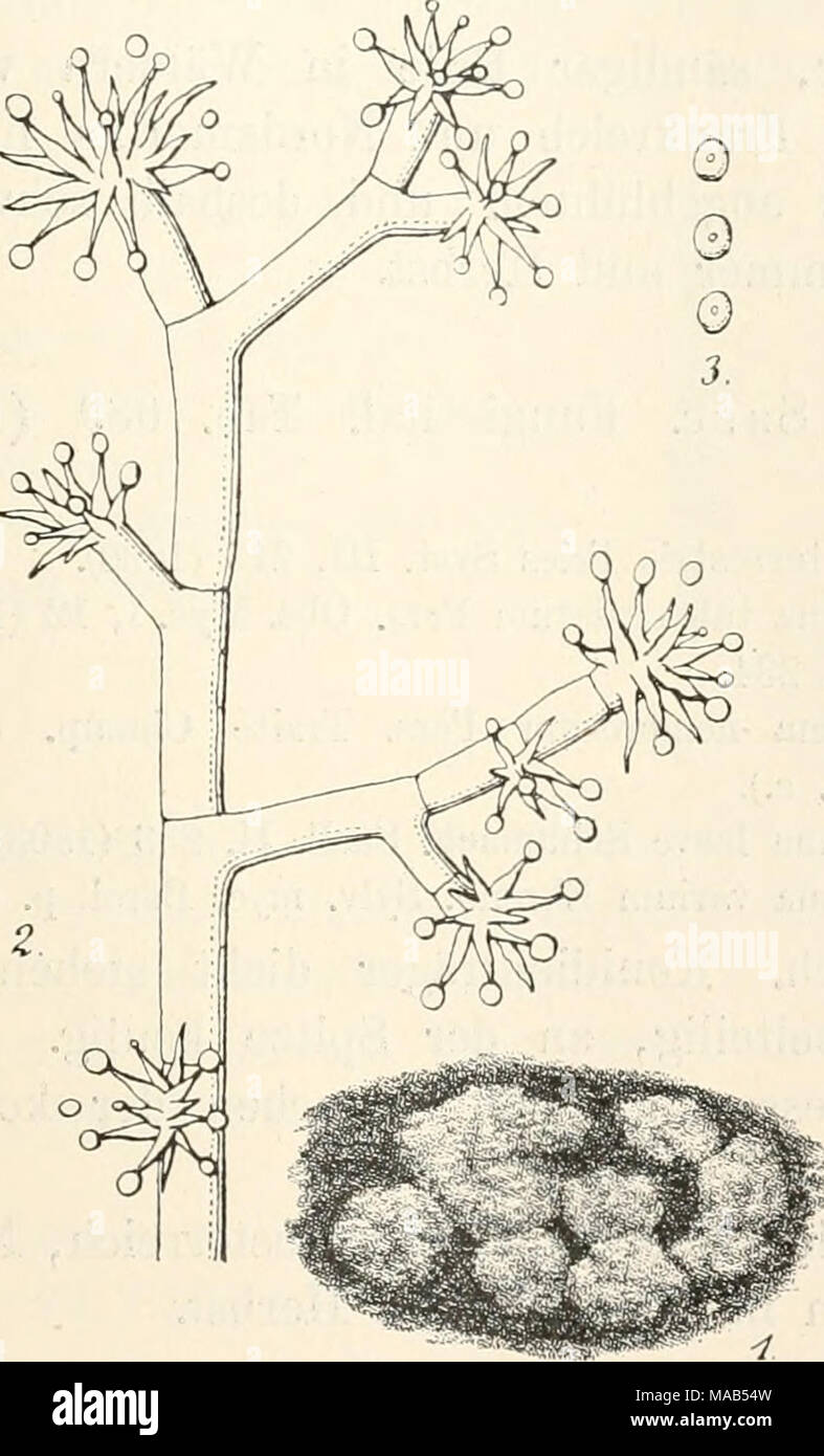 . Dr. L. Rabenhorst's Kryptogamen-Flora von Deutschland, Oesterreich und der Schweiz . Botrytis epigaea Link. 1. Habitusbild der Easen auf Erde, nat. Gr. 2. Konidienträger, stark vergr. 3. Konidien, stark vergr. (Original.) 644. B. epigaea Link Spec. Plant. I, 53 (1824). — Oudemans in Ned. Kruidk. Arch. 2. ser. IV, 248 (1884). — Sacc. Syll. lY, 136. — Lindau in Yerhandl. Bot. Ver. Prov. Brandenb. XLYII, 65 (1905). Syn. Polyactis epigaea Bonord. Handb. allg. Mykol. p. 115 (1851), Fig. 161. Exs.' Fuckel Fungi rhen. 2301; Sydow Myc. march. 4088; Cavara Fungi Longob. 145; D. Sacc. Myc. ital. 779,  Stock Photo