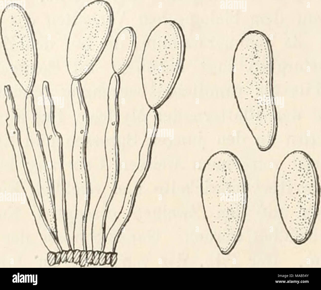 . Dr. L. Rabenhorst's Kryptogamen-Flora von Deutschland, Oesterreich und der Schweiz . 511. 0. rubella (Bonord.). Syn. Crocysporium rubehum Bonord. in Bot. Zeit. XIX, 201 (1861). Ovularia rubella Sccc. Syll. IV, 145 (1886). Blattflecken rot. Rasen gesellig, rötlich. Konidienträger büschelig, unseptiert, knorrig, nach der Basis dicker werdend. Konidienträger birnförmig oder umgekehrt eiförmig, rötlich, meist einzeln, selten zu zwei bis drei akrogen. Auf lebenden Blättern von Rumex aquaticus in Westfalen (Bonorden), bei Innsbruck (Stolz) im Mai. Wahrscheinlich nur eine Substratform von 0. obliqu Stock Photo