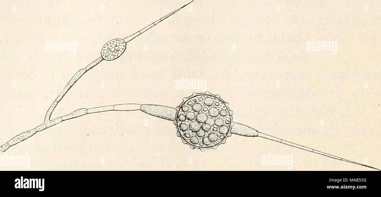 . Dr. L. Rabenhorst's Kryptogamen-Flora von Deutschland, Oesterreich und der Schweiz . Chaeto conidium arachnoideum Zukal. Yergr. (Xach Zukal.) XXXIX. Acroiuoiiitiiu Link in Magaz. Ges. Xat. Fr. Berlin III, 15 (1809). — Corda Anleit. p. 50. — Sacc. Michelia JI, 17; Syll. IV, 89. Hyphen rasenbildend, verzweigt, septiert, kriechend, nur Seiten- zweige entsendend, die als Ivonidienträger dienen und sich auf- richten. Konidien an den Trägern einzeln, an der Spitze gebildet, hyalin oder lebhaft gefärbt, meist eiförmig, klein. Die Gattung unterscheidet sich von Sporotrichum durch die sich aufrichten Stock Photo