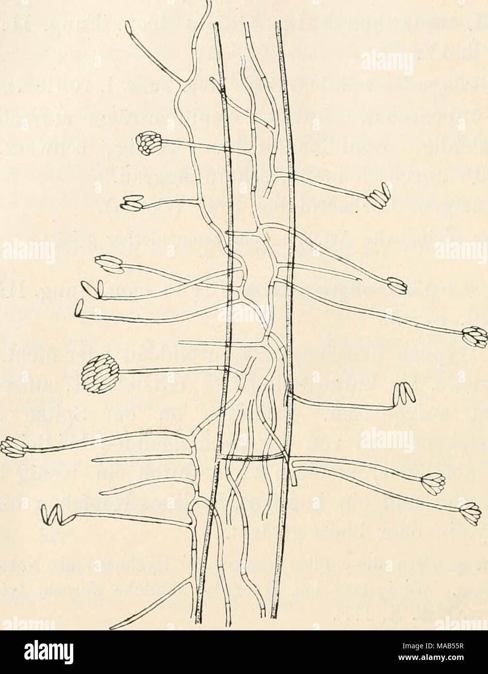 . Dr. L. Rabenhorst's Kryptogamen-Flora von Deutschland, Oesterreich und der Schweiz . Cephalosporium acremonium Corda. Auf Chloridium giganteum. Vergr. 600. (Original.) Auf anderen Pilzen wachsend, z. B. Hypoxylon purpureum, Chloridium giganteum, Alternaria tenuis, auf toten Insekten, faulenden Blättern, im humösen Boden in Deutschland, Oester- reich, Holland, England und Italien. 220. C. macroearpum Corda Icon. Fung. III, 11 (1839), Fig. 30. — Sacc. Fung. ital. Tab. 705; Syll. IV, 56. Basen sehr winzig, mit blossem Auge kaum erkennbar. Ko- nidienträger als seitliche Aeste entstehend, unsepti Stock Photo