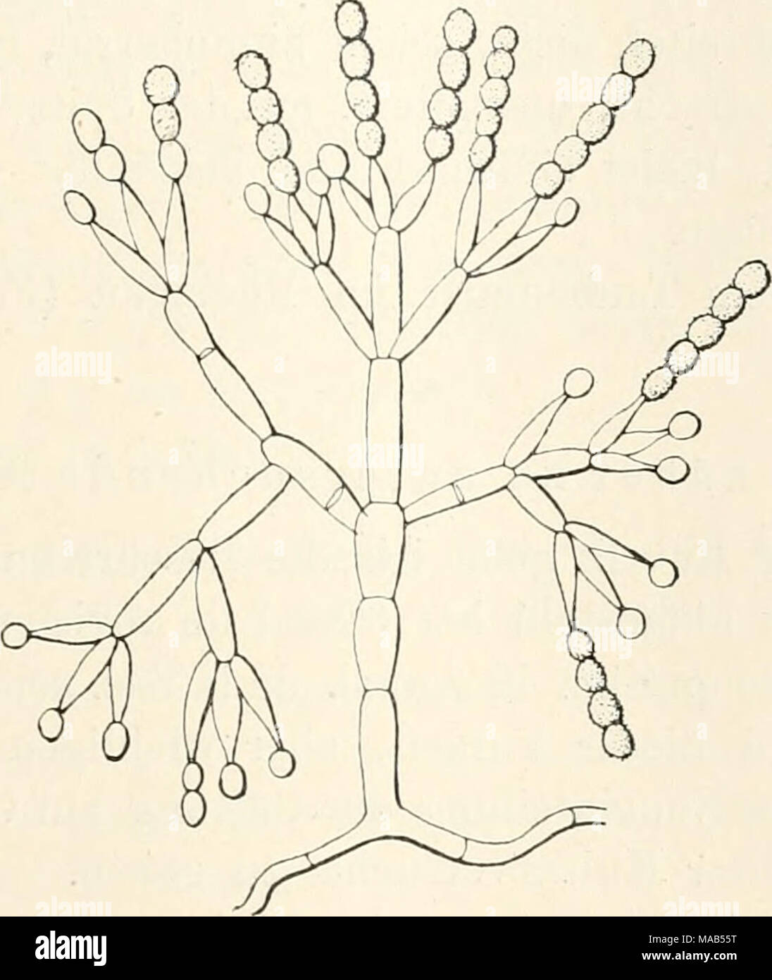 . Dr. L. Rabenhorst's Kryptogamen-Flora von Deutschland, Oesterreich und der Schweiz . Penicillium brevicaule Sacc. Konidienträger, vergrössert. (Nach Saccardo.) Die Art hat eine ausserordentliche Bedeutung für die gerichtliche Medizin beim Nachweis von Arsenik genommen. Wenn nämlich zu dem Nährsubstrat des Pilzes eine Spur Arsenik zugegeben wird, so tritt ein intensiver Geruch nach Knoblauch auf. Im Jahre 1892 hatte Gosie zuerst angegeben (Kivista d'igiene e sanitä pubbl. 1892, p. 201 und 261), dass Hyphomyceten, besonders aber unsere Art, auf arsenhaltigem Nährboden einen deutlichen Knoblauc Stock Photo