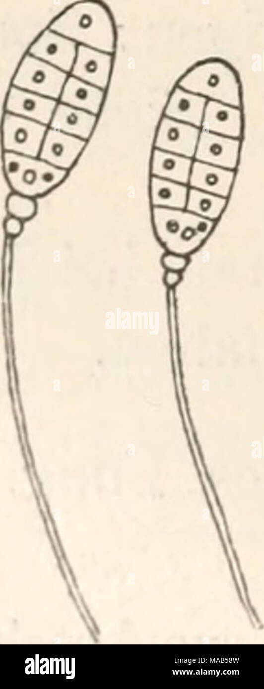 . Dr. L. Rabenhorst's Kryptogamen-Flora von Deutschland, Oesterreich und der Schweiz . Sehr stark vergrösserte Sporen. Nach Fautrey in Revue mycol. 1895, p. 170, tab. 157, fig. 5. Stock Photo