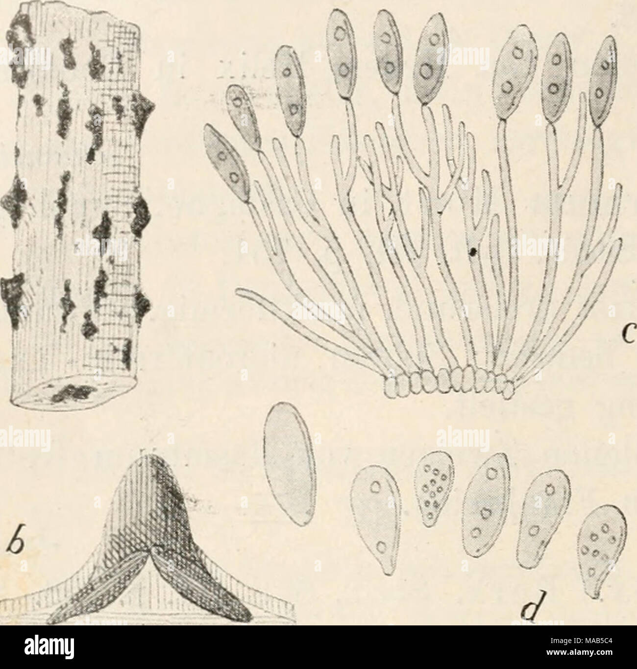 . Dr. L. Rabenhorst's Kryptogamen-Flora von Deutschland, Oesterreich und der Schweiz . Nach Saccardo, Fungi italici tab. 1081. Forma diffusa Cor da, Icon. III. p. 22, fig. 59. Sacc. 1. c Sporenlager zusammenfliessend, ausgebreitet. Zuweilen mit der typischen Art. Lycium 4342. 31. pimctiforme Rabenh., Deutschi. Kryptog. Flor. No. 432. Sacc, Syll. III. p. 751. Sporenlager klein, unter der Oberhaut hervorbrechend, schwarz; Sporen kugelig-elliptisch, ziemlich gross, olivenfarbig, auf einer flachgewölbten, rundlichen, schmutzig-gelben Unterlage fast strahlig gelagert. An Aesten von Lycium barbarum  Stock Photo