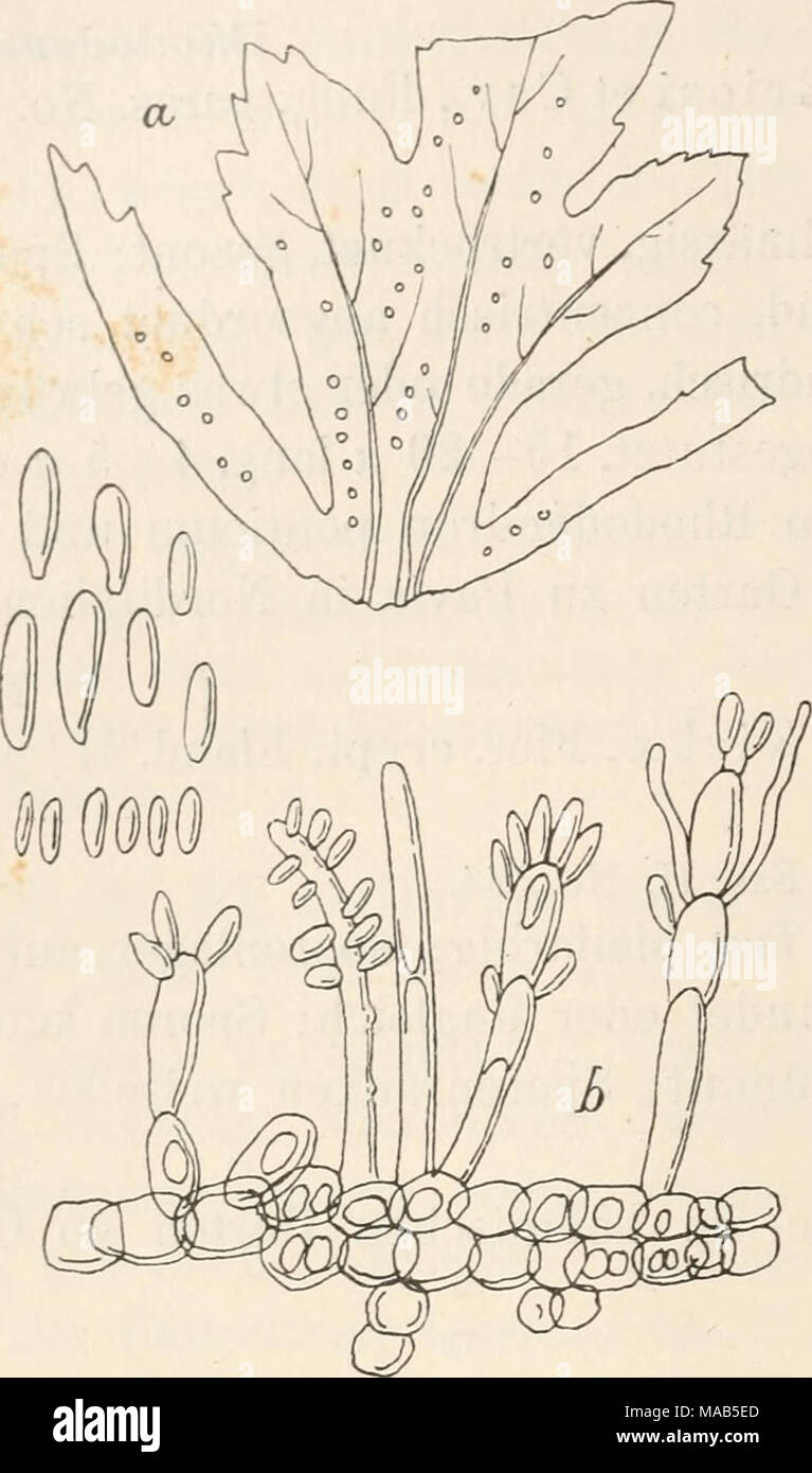 . Dr. L. Rabenhorst's Kryptogamen-Flora von Deutschland, Oesterreich und der Schweiz . Gloeosporium tuber- cularioides Sacc. a. Ein Blattstück von Eibes aureum mit dem Pilze in natürlicher Grösse. b. Ein sehr stark vergrösserter Theil des Hymeniums mit Sporenträgern und Sporen. c. Sehr stark vergrösserte, freie, reife Sporen. Nach Saccardo, Fungi italici tab. 1041. 4148. Gl. KiMs (Lib.) Mont. et üesm. in Kickx, Flor. crypt. Flandr. II. p. 95. Sacc, Mich. IL p. 117; Fung. ital. tab. 1036; Syll. III. p. 706. Syn. Leptothyrium Eibis Libert, Exs. No. 258. Exs. Allesch. et Schnabl, Fungi bavarici N Stock Photo