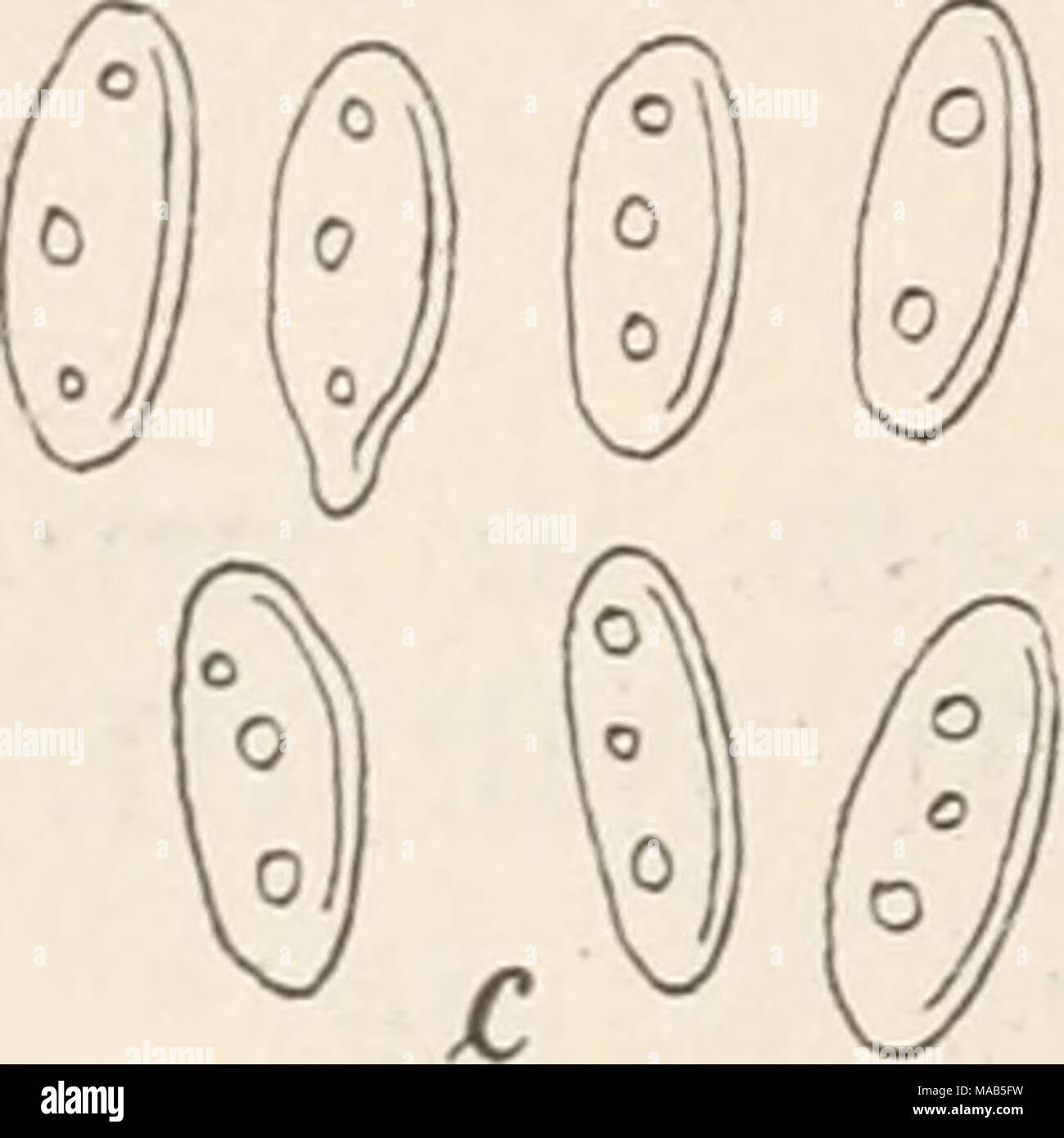 . Dr. L. Rabenhorst's Kryptogamen-Flora von Deutschland, Oesterreich und der Schweiz . 4055. Ol. Robergei Desm., Ann. Sc. nat. 1853, XX. p. 214. Sacc, Fung. ital. tab. 1049; Syll. III. p. 712. Exs. Allesch. et Schnabl, Fungi bavarici No. 687. Krieger, Fungi saxonici No. 1044. Flecken fast kreisförmig, ocherfarbig, ziemlich gross; Sporen- lager wenige, klein, dunkelocherfarbig, von der Oberhaut bedeckt, Gloeo sporium Kobergei Desm. a. Ein Blattstück von Carpinus Betulus mit dem Pilze in natürlicher Grösse b. Ein sehr stark vergrösserter Theil des Hymeniums mit Sporenträgern und Sporen. c. Sehr  Stock Photo