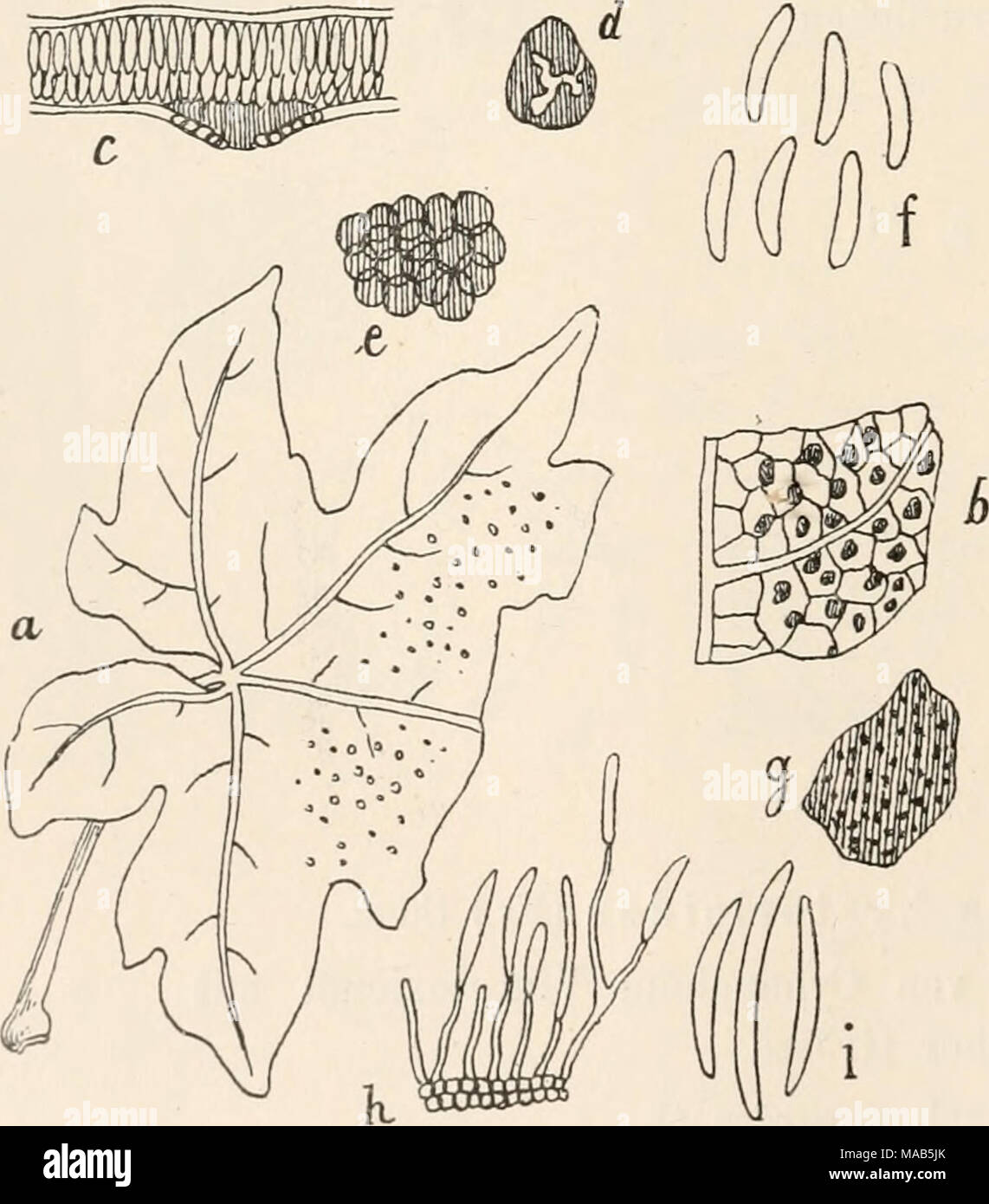 . Dr. L. Rabenhorst's Kryptogamen-Flora von Deutschland, Oesterreich und der Schweiz . Leptothyrium acerinum (Kunze) Corda. Ein Blattstück von Acer cam- pestre mit dem Pilze in natür- licher Grösse. Ein ebensolches, schwach ver- grössert. Ein senkrecht durchschnittenes, schwach vergrössertes Frucht- gehäuse. Ein schwach vergrössertes Fruchtgehäuse von oben ge- sehen. Ein sehr stark vergrössertes Stück des Gewebes der Frucht- gehäusewand. Sehr stark vergrösserte Sporen. Ein Blattstückchen von Acer platanoides mit dem Pilze in natürlicher Grösse. , Sehr stark vergrösserte Sporen mit den Sporentr Stock Photo
