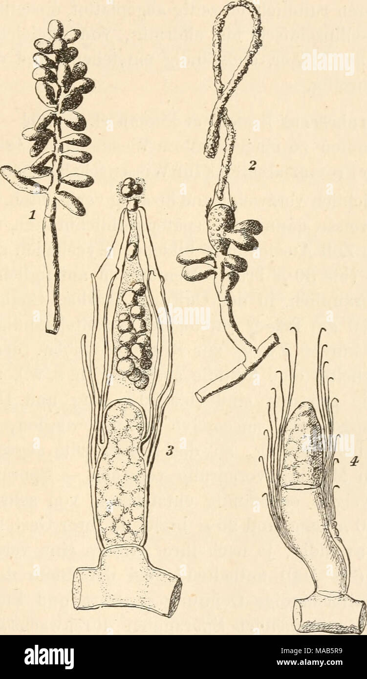 . Dr. L. Rabenhorst's Kryptogamen-Flora von Deutschland, Oesterreich und der Schweiz . Fig. 1—4. Ascoidea rubescens. Fig. 1. Conidienträger mit Conidien. Fig. 2. Hyphenzweig mit Conidien und endständigem Sporangium, aus welchem die Sporen rankenartig austreten, darunter ein weiteres junges Sporangium im Begriff, das entleerte zu durchwachsen. Fig. 3. Sporangium mit Sporen, in Entleerung be- griffen, umgeben von leeren Häuten alter durchwachsener Sporangien. Fig. 4. Junges Sporangium, alte, entleerte durchwachsend. (Alles nach Brefeld, stark vergr.) Stock Photo