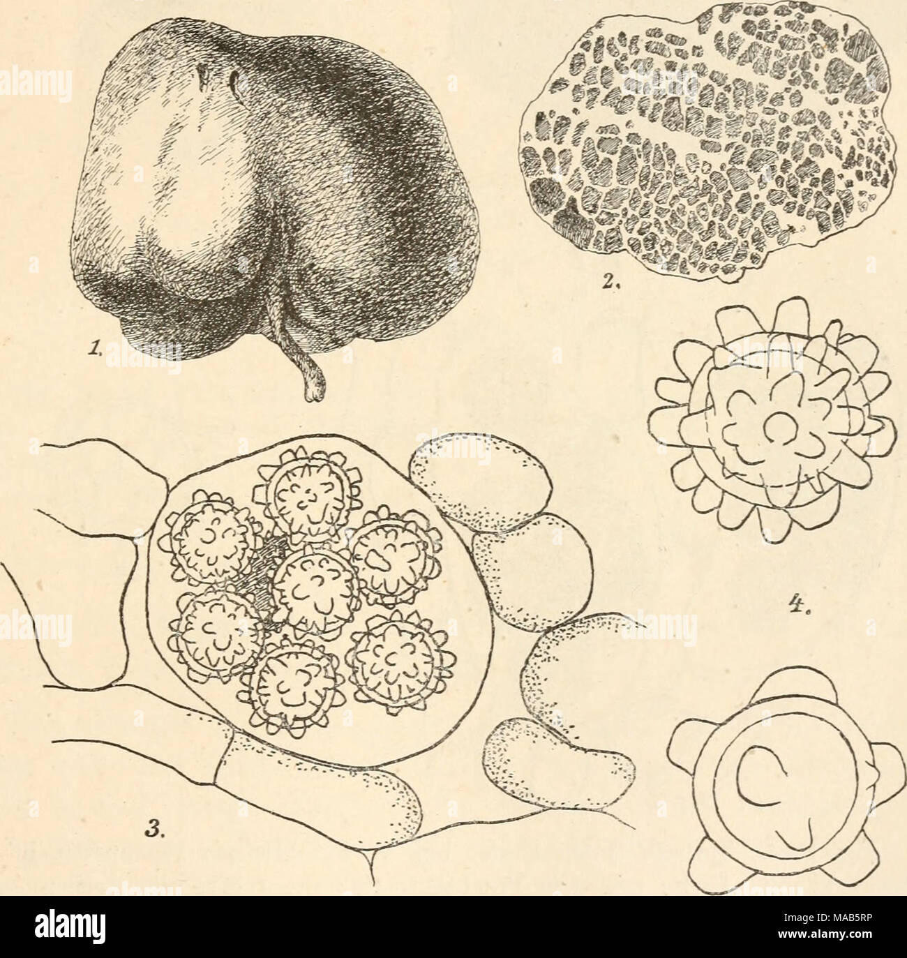 . Dr. L. Rabenhorst's Kryptogamen-Flora von Deutschland, Oesterreich und der Schweiz . Fig. 1—4. Terfezia Leonis. Fig. 1. Fruchtkörper von aussen in nat. Grösse. Fig. 2. Längsschnitt durch den Fruchtkörper in nat. Grösse. Fig. 3. Ascus und umgebende Zellen vergr. Fig. 4. Sporen, stark vergr. (Fig. 1 und 2 nach Tulasne, Fig. 3 und 4 nach der Natur.) Stock Photo