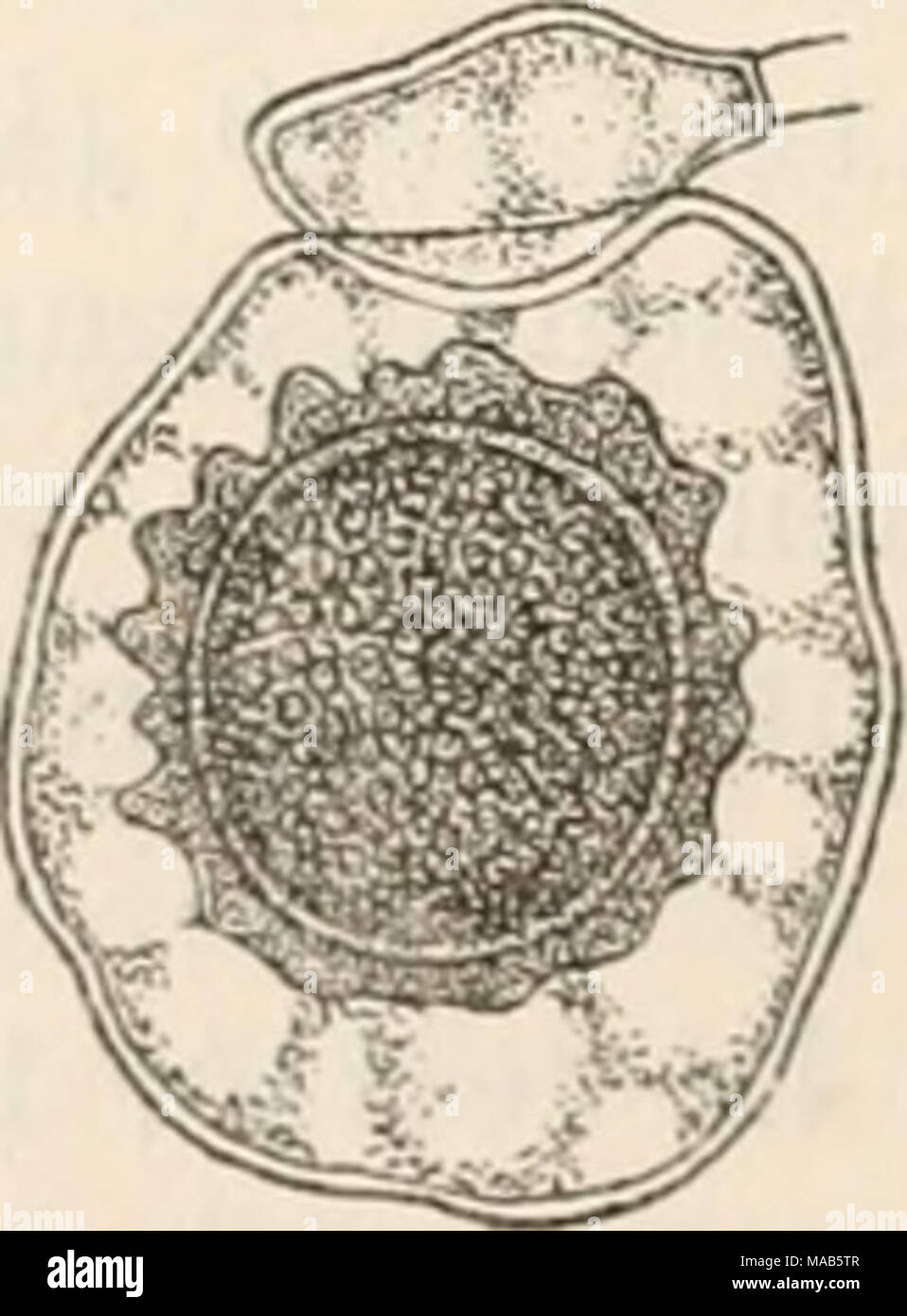 . Dr. L. Rabenhorst's Kryptogamen-Flora von Deutschland, Oesterreich und der Schweiz . Cystopus. — a C. candidus. Ein Mycelast mit drei Conidien abschnürenden Aestchen, alle Conidien gleichartig (Vergr. 400). b C. cubicus. Eine Conidien- kctte mit steriler Endconidie (t) (Vergr. 400). c—f C. candidus. c Ein Oogon mit heranreifender Oospore, von der aus Periplasmafäden nach der Oogonwand ausstraMen, oben ein Antheridium (Vergr. 400). d Eine keimende Oospore, noch von der Oogonwand locker eingehüllt, der Inhalt ist in der hervorgestülpten Bhise in Schwärmsporen zerfallen (Vergr. 400). e Ein Mvce Stock Photo