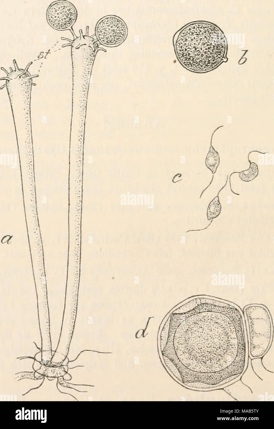 . Dr. L. Rabenhorst's Kryptogamen-Flora von Deutschland, Oesterreich und der Schweiz . Basidiophora. — B. cntospora. a Zwei Conidienträger aus einer Spaltöffnung hervorbrechend, am keuligen Scheitel mit kurzen Sterigmen (sf) besetzt, die je eine Conidie bilden (Vergr. 230, nach der Natur), b Eine citronenförmige Conidie mit Scheitelpapille und kurzem Stielchenansatz (Vergr. 540, nach der Natur), c Schwärmsporen, bei der Keimung der Conidien entstehend (Vergr. 550, nach Koze u. Cornu). d Ein Oogon mit reifer Oospore, deren Exospor faltig verdickt ist, Periplasnia vorhanden, rechts das Anthoridi Stock Photo