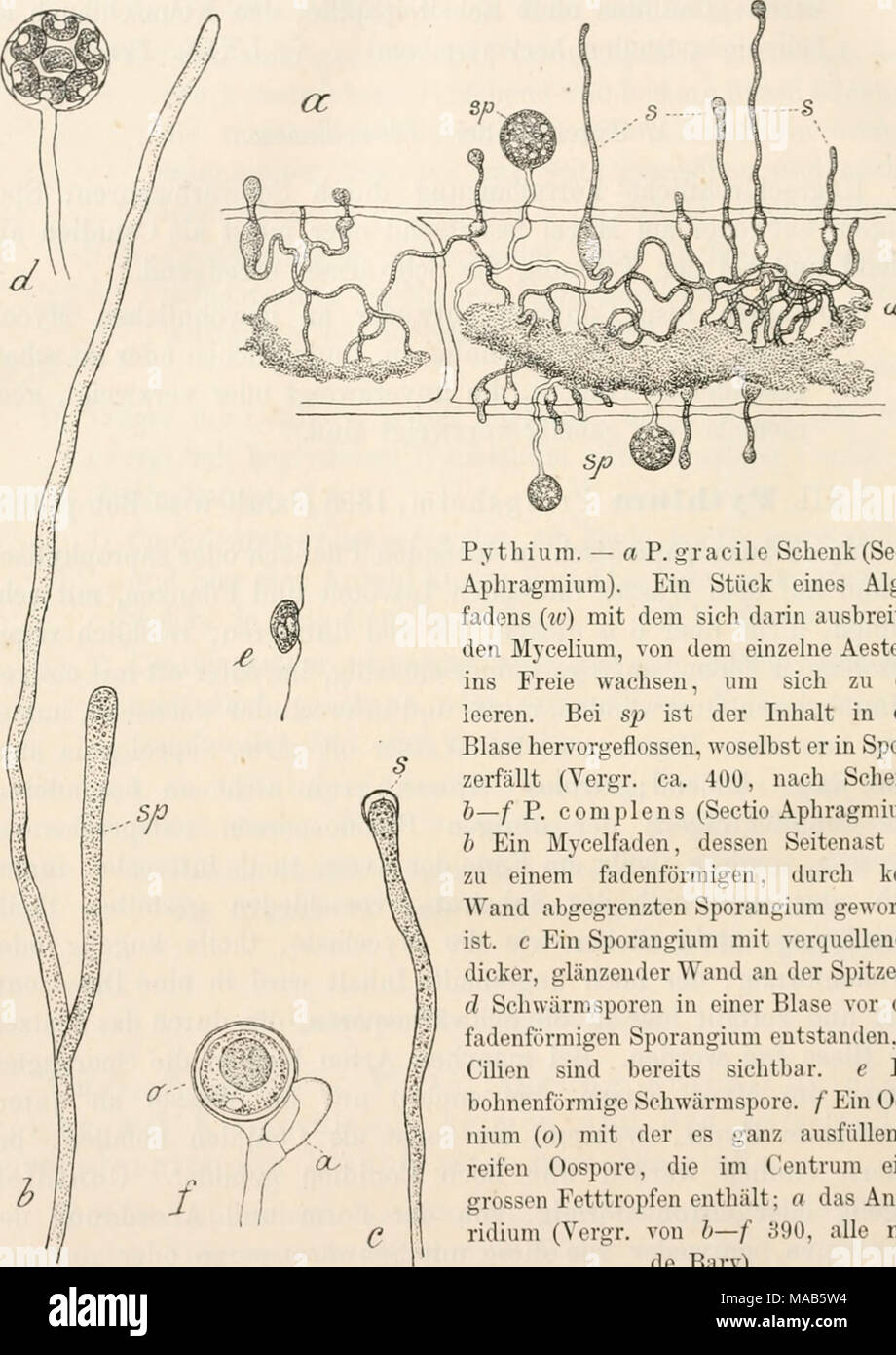 . Dr. L. Rabenhorst's Kryptogamen-Flora von Deutschland, Oesterreich und der Schweiz . Pythiuni. — a P. gracile Schenk (Sectio Aphragmium). Ein Stück eines Algen- fadens (w) mit dem sich darin ausbreiten- den Mycelium, von dem einzelne Aeste (s) ins Freie wachsen, um sich zu ent- leeren. Bei sp ist der Inhalt in eine Blase hervorgeflossen, woselbst er in Sporen zerfällt (Vergr. ca. 400, nach Schenk). b—f F. coniplens (Sectio Aphragmimn). h Ein Mycelfaden, dessen Seitenast (sp) zu einem fadenförmigen, durch keine Wand abgegrenzten Sporangium geworden ist. c Ein Sporangium mit verquellender, dic Stock Photo