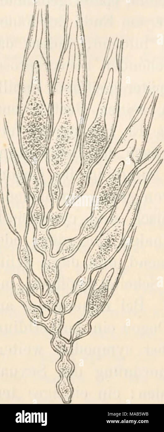 . Dr. L. Rabenhorst's Kryptogamen-Flora von Deutschland, Oesterreich und der Schweiz . Gonapodya. — G. proli- fera. Ein Stück des ge- gliederten Mycels mit den schotenförmigen, nach der Entleerung durchwachsen- den Sporangien (Vergr. 240, nach Eeinsch). 289. G. prolifera (Cornu, 1872). Synon.: Monoblepharis prolifera Cornu, 1872, A. sc. nat. 5. Serie XV. p. 16. Saprolegnia siliquaeformis Eeinsch, Jahrb. wiss. Bot. XI. p. 293. Abbild.: Reinsch, 1. c. Taf. XV, 12, 13. Cornu bei van Tieghem, Traitc de Bot. 1884, p. 1029, Fig. 620, .2. Fadenglieder kurz-ellipsoidisch, spindelförmig, 22 — 28/t lang Stock Photo