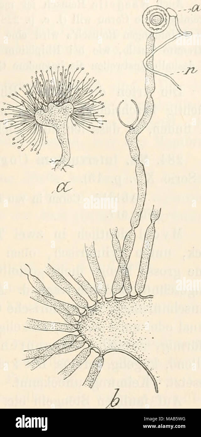 . Dr. L. Rabenhorst's Kryptogamen-Flora von Deutschland, Oesterreich und der Schweiz . Ehipidium. — Eh. interruptum. a Ein ganzes Pflänzchen, aus einem dickwandigen, rhizoidentragendenHaupt- spross und aus büschelig-fächerartig angeordneten Aesten bestehend, letztere am Scheitel Oogonien oder Sporangien tragend (Vergr. schwach), h Ein Stück des verbreiterten Scheitels des Haupt- sprosses, mit den Basen der Aeste; ein Ast ist ganz gezeichnet, er trägt links ein entleertes Zoosporangium, am Scheitel ein Oogon (o) mit reifer Oospore, das von einem auf dünnem Nebenaste (»t) sitzenden Antheridium ( Stock Photo