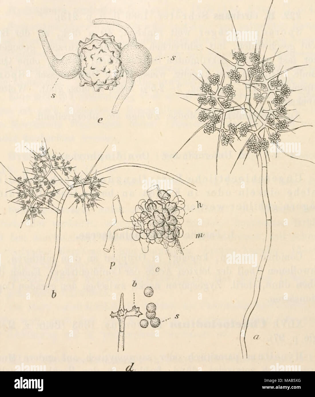 . Dr. L. Rabenhorst's KryptogamenFlora von Deutschland, Oesterreich