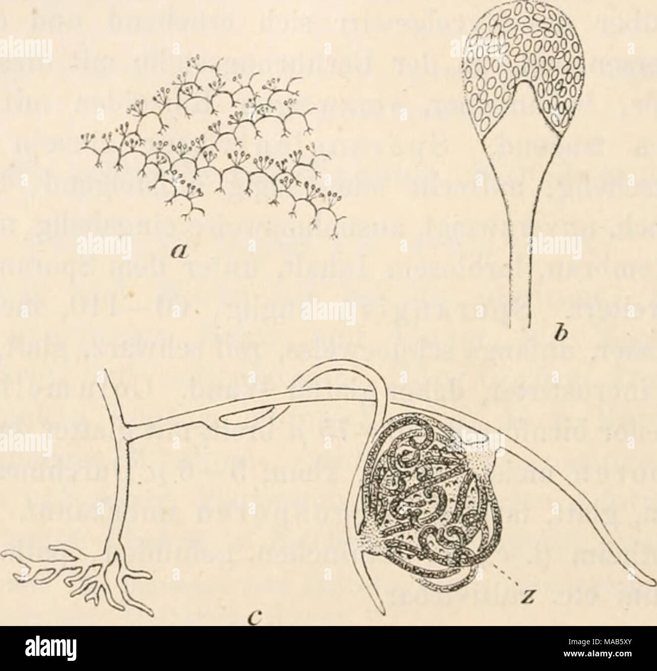 . Dr. L. Rabenhorst's Kryptogamen-Flora von Deutschland, Oesterreich und der Schweiz . Absidia. — a A. capillata. Eine Gruppe von Ausläufern mit bewurzelten Knoten und bogig gewölbten Internodien, auf deren Scheitel ein Sporangienbüschel steht (ungefähr natürliche Grösse, nach van Tiegheni). b A. capillata. Ein einzelnes Sporangiuni mit konischer Columella und Apophyse (Vergr. ca. 250, nach van Tieghem). c A. septata. Die bewurzelte Basis eines Ausläufers, über der ein neuer verzweigter Ausläufer entspringt, der eine Zygospore {z) trägt; diese ist eingehüllt in bischofstabartig gekrümmte Auswü Stock Photo