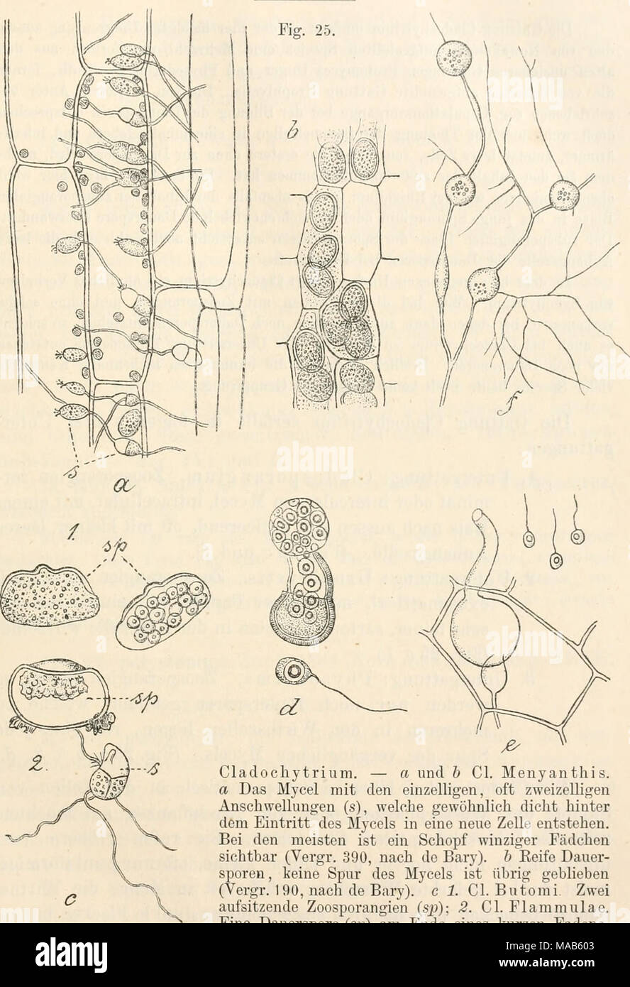 . Dr. L. Rabenhorst's Kryptogamen-Flora von Deutschland, Oesterreich und der Schweiz . Cladochytrium. — a und b Cl. Menyanthis. a Das Mycel mit den einzelligen, oft zweizeiligen Anschwellungen (s), welche gewöhnlich dicht hinter dem Eintritt des Mycels in eine neue Zelle entstehen. Bei den meisten ist ein Schopf winziger Fädchen sichtbar (Vergr. 390, nach de Bary). b Eeife Dauer- sporen , keine Spur des Mycels ist übrig geblieben (Vergr. 190, nach de Bary). c 1. Cl. Butonii. Zwei aufsitzende Zoosporangien (sjj); 2. Cl. Plammulae. Eine Dauerspore (sjj) am Ende eines kurzen Fadens, der von der d Stock Photo