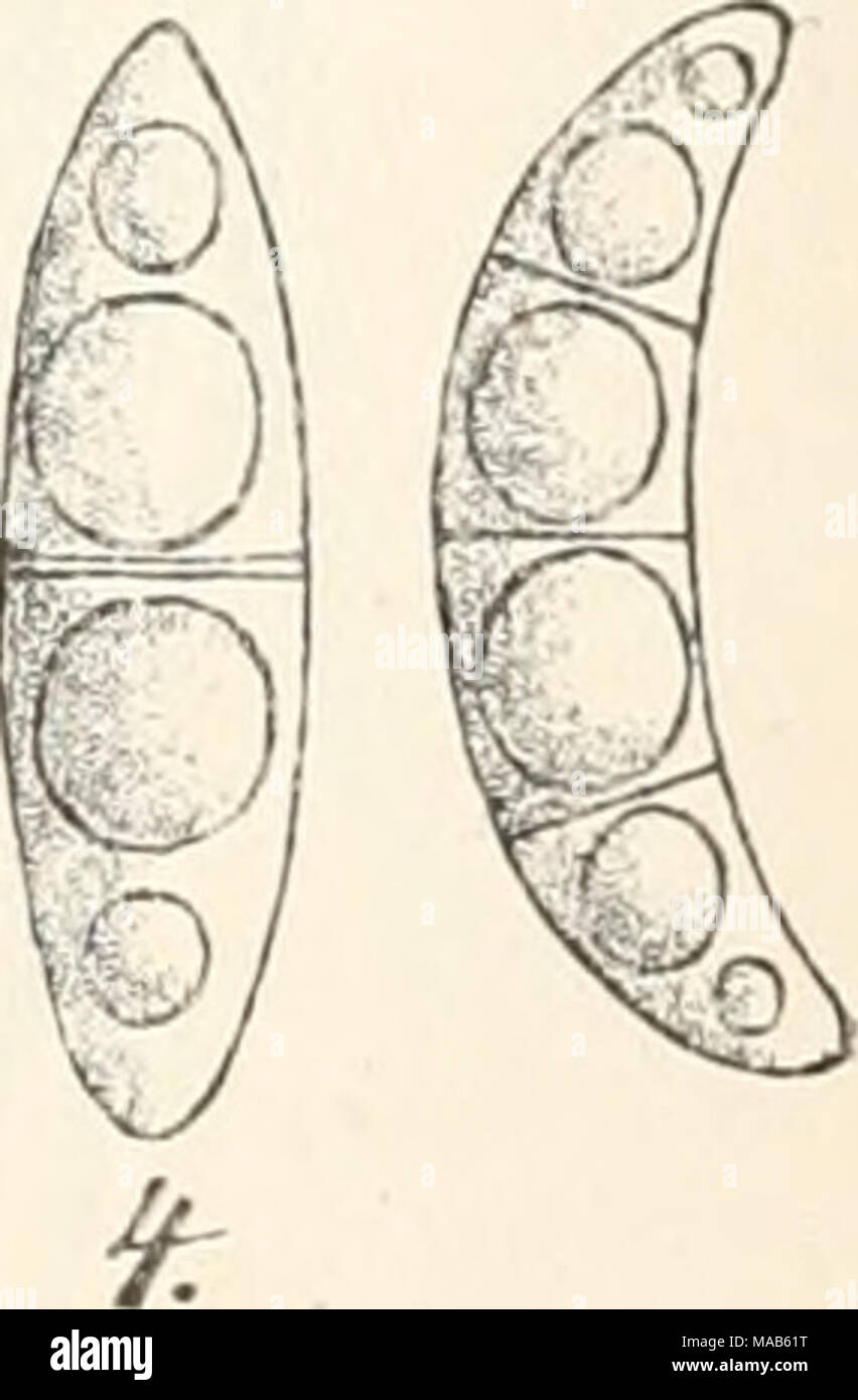 . Dr. L. Rabenhorst's Kryptogamen-Flora von Deutschland, Oesterreich und der Schweiz . spindelförmig, gerade, ein-, später durch Quertheilung zwei- bis vierzellig, farblos, zweireihig liegend. Para- physen ästig, septirt, oben etwas verbreitert und farbig. Fig. 1—4. Leotia gelatinosa. Fig. 1. Frucht- körper in natürlicher Grösse. Fig. 2. Längsschnitt durch einen Fruchtkörper. Fig. 3. Schlauch mit Para- physen. Fig. 4. Sporen. (Fig. 3 u. 4 stark vergrössert. Fig. 1 nach Stu^ Deutschi. Pilze tab. 22. Fig. 2—4 Originalzeichnungen nach der Natur, theils von Winter.) Stock Photo