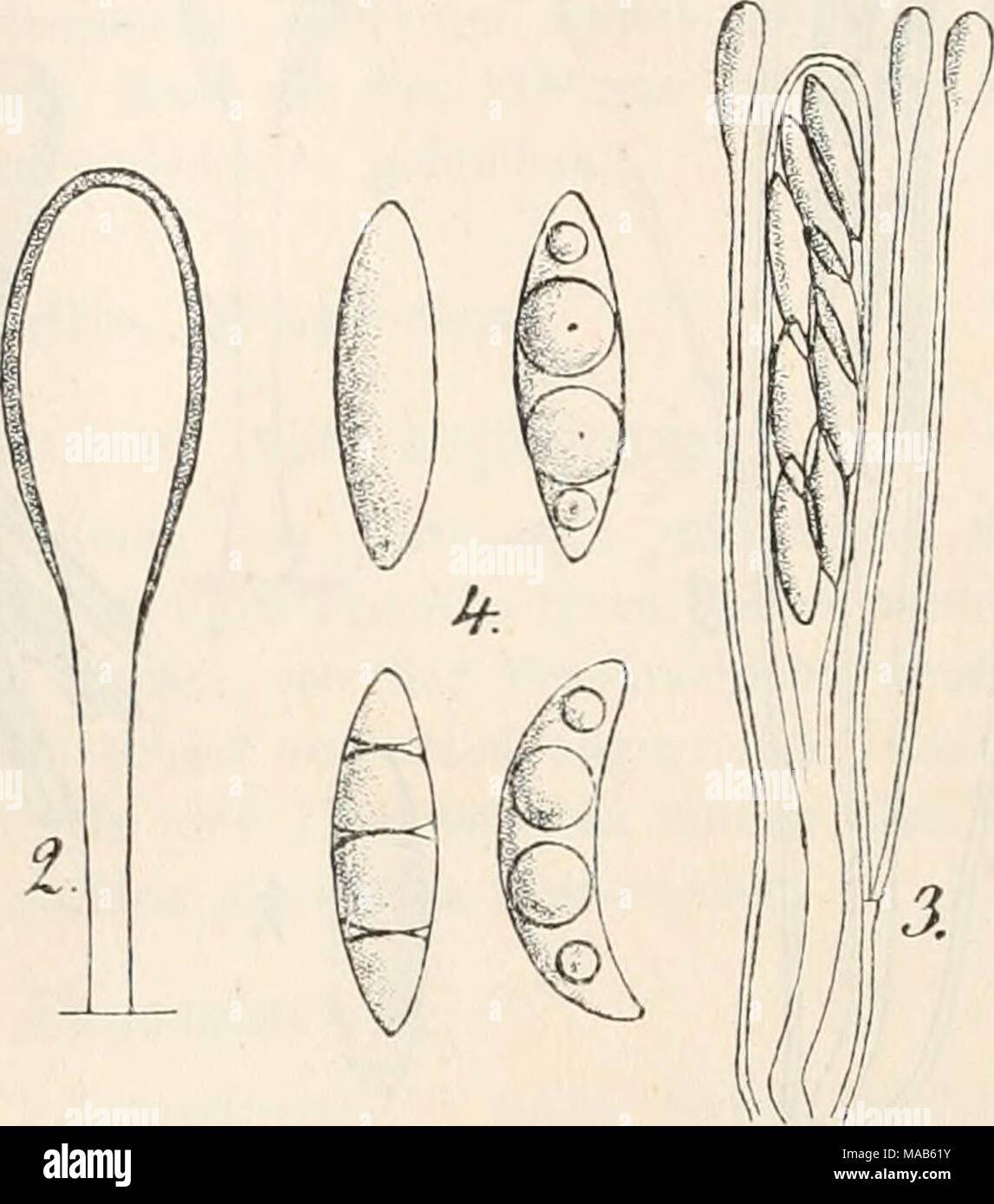 . Dr. L. Rabenhorst's Kryptogamen-Flora von Deutschland, Oesterreich und der Schweiz . Fig. 1—4. Microglossum viride. Fig. 1. Fruchtkörper auf Erde in natür- licher Grösse. Fig. 2. Längsdurchschnitt eines Fruchtkörpers. Fig. 3. Schlauch mit Paraphysen. Fig. 4. Sporen. (Fig. 3 u. 4 stark vergrössert. Fig. 1 nach Sturm, Deutschi. Pilze tab. 48, Fig. 2—4 Originalzeichnungen theils nach Winter, theils nach der Natur.) Geoglossum. Frachtkörper fast knorpelig, schwarz oder schwarzbraun, gestielt, mit zusammengedrückter, nicht deutlich vom schmalen Stiel abgegrenzter, überall von der Fruchtschicht üb Stock Photo