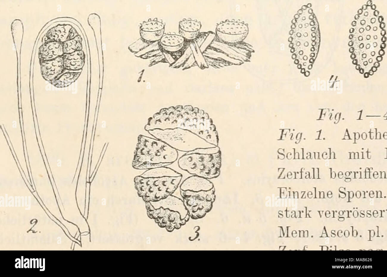 . Dr. L. Rabenhorst's Kryptogamen-Flora von Deutschland, Oesterreich und der Schweiz . Fig. 1 — 4. Saccobolus globulifer. Fig. 1. Apothecien auf Koth. Fig. 2. Schlaucli mit Paraphysen. Fig. 3. Im Zerfall begriffener Sporenknäuel. Fig. 4. Einzelne Sporen. Fig. 1 massig, Fig. 2—4 stark vergrössert. Fig. 1 u. 4 nach Boudier, Mem. Ascob. pl. 9, fig. 21, Fig. 2 u. 3 nach Zopf, Pilze pag. 90, fig. 59.) Stock Photo