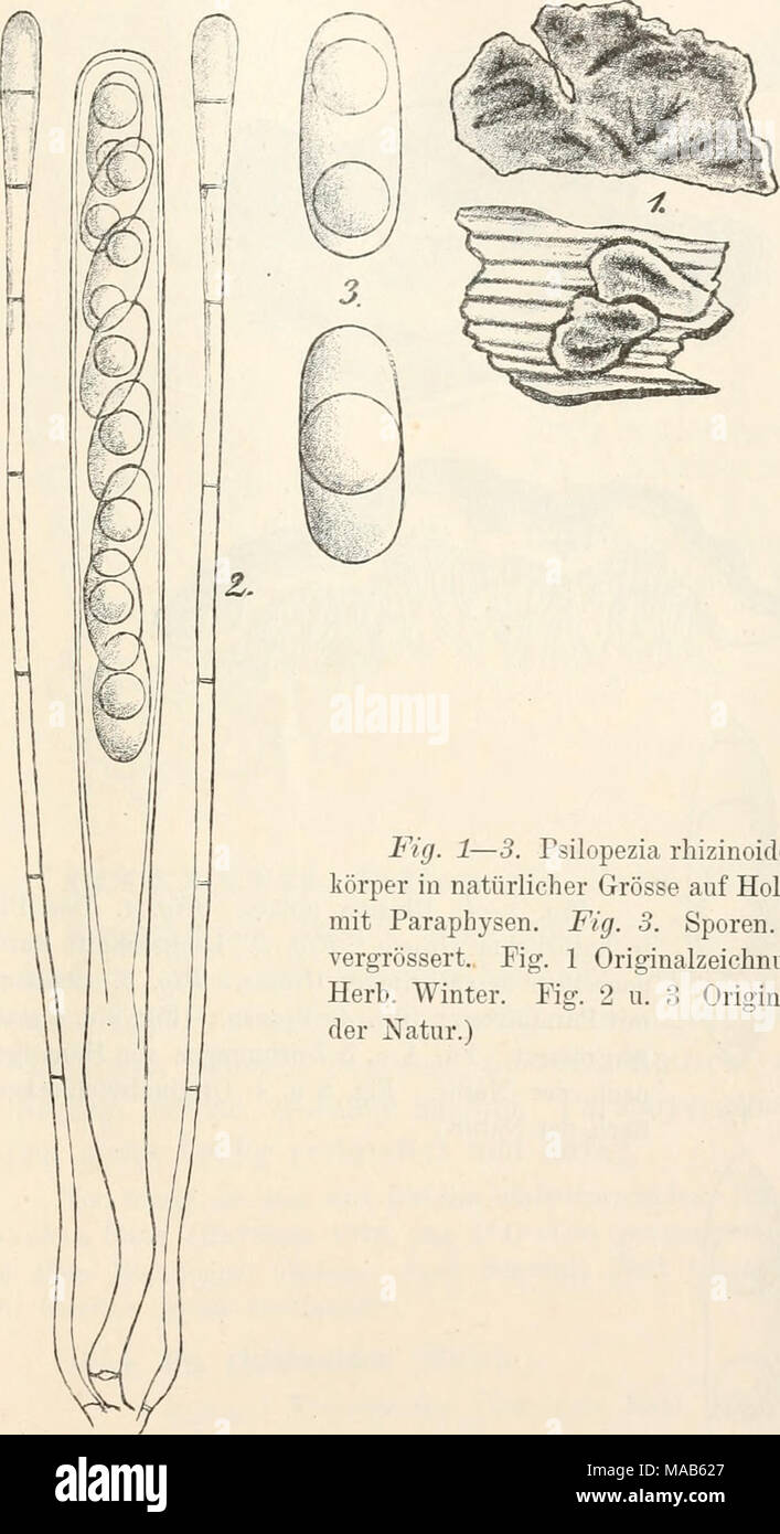 . Dr. L. Rabenhorst's Kryptogamen-Flora von Deutschland, Oesterreich und der Schweiz . Fig. 1—3. Psilopezia rhizinoides. Fici. 1. Frucht- iörper in natürlicher Grösse auf Holz. Fig. 2. Schlauch mit Paraphysen. Fig. 3. Sporen. (Fig. 2 u. .3 stark vergrössert. Fig. 1 Originalzeichnung von Eabenh. im Herb. Winter. Fig. 2 u. 3 Originalzeichnungen nach der Natur.) Stock Photo