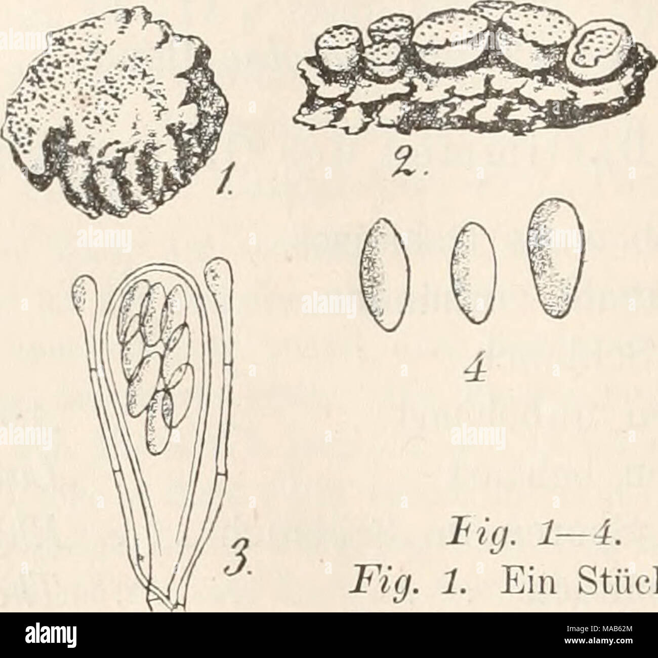 . Dr. L. Rabenhorst's Kryptogamen-Flora von Deutschland, Oesterreich und der Schweiz . Hg. 1—4. Ascophanus subfuscus. Fig. 1. Ein Stück Hundskoth mit dem Pilz in natfirl. Grösse. Fig. 2. Einzelne Apothecien. Fig. 3. Schlaucli mit Para- physen. Fig. 4. Sporen. Fig. 5. Schlaucli mit Paraphysen von Ascophanus glaucellus. (Fig. 2 massig, Fig. 3—5 stark vergrössert. Fig. 1 u. 2 nach Boud., Mem. Ascob. pl. 10, flg. 28. Fig. 3 — 5 Originalzeichnungen nach der Natur.) Stock Photo