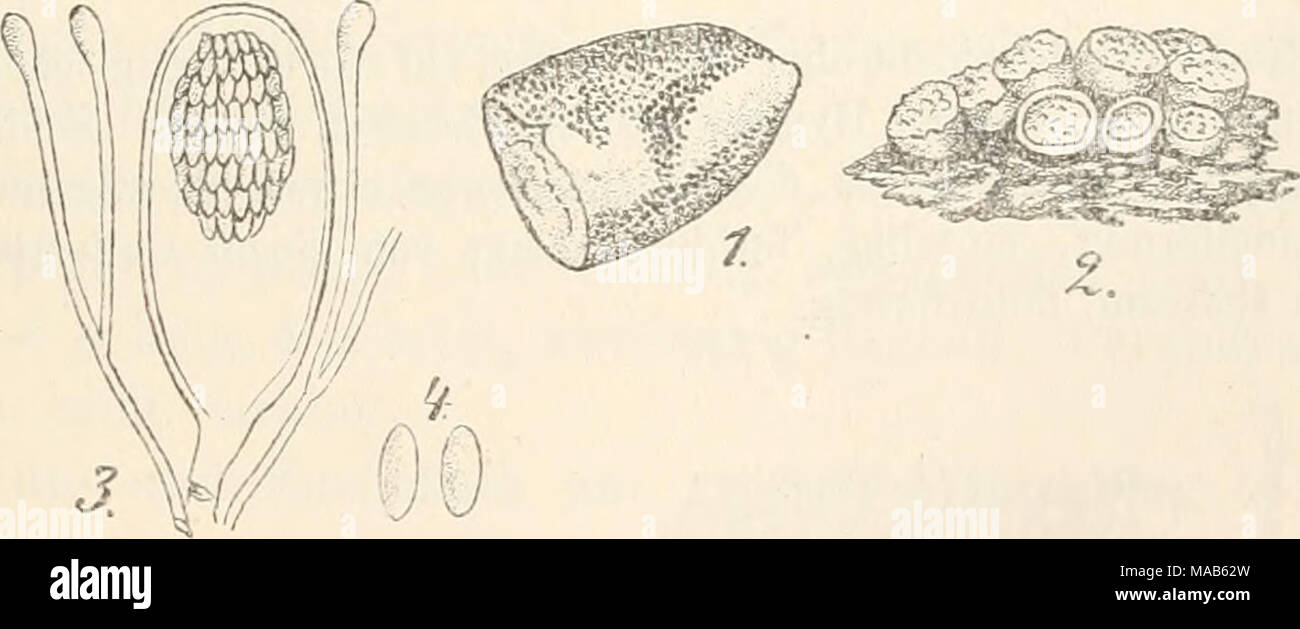 . Dr. L. Rabenhorst's Kryptogamen-Flora von Deutschland, Oesterreich und der Schweiz . Fig. 1—4. Ehyparobius erustaceus. Fig. 1. Ein Stück Hundskoth mit dem Pilz in natürlicher Grösse. Fig. 2. Einige Apothecien. Fig. 3. Schlauch mit Paraphysen. Fig. 4. Sporen. (Fig. 2 massig, Fig. 3 u. 4 stark vergrössert. Sämmt- liche Zeichnungen nach Boud., Mem. Ascob. pl. 9, fig. 24; bei Fig. ?, mit Original- zeichnung der Parapliysen. Stock Photo