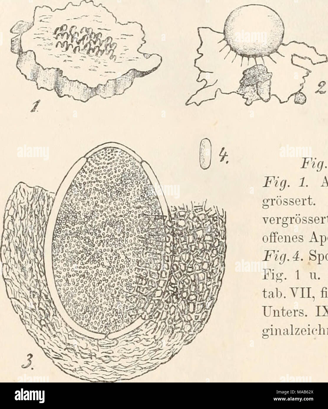 . Dr. L. Rabenhorst's Kryptogamen-Flora von Deutschland, Oesterreich und der Schweiz . Fig. 1 — i. Thelebolus stercoreus. Fig. 1. Apothecien auf Koth, etwas ver- grössert. Fig. 2. Ein Apotheeium stärker vergrössert. Fig. 3. Längsschnitt durch ein offenes Apotheeium sammt dem Schlauch. Fig. 4. Spore. (Fig. 3 n. 4 stark vergrössert. Fig. 1 u. 2 nach Tode, Fungi Mecklenb. tab.VII, fig. 56; Fig. 3 nach Brefeld, Myc. Unters. IX. tab. III A, fig. 5; Fig. 4 Ori- ginulzeichnung nach der Natur.) Zukalina. Fruchtschicht ohne Gehäuse frei auf einem kuglig-scheibenförmigon Hypothecium oder an ästigen Hyph Stock Photo