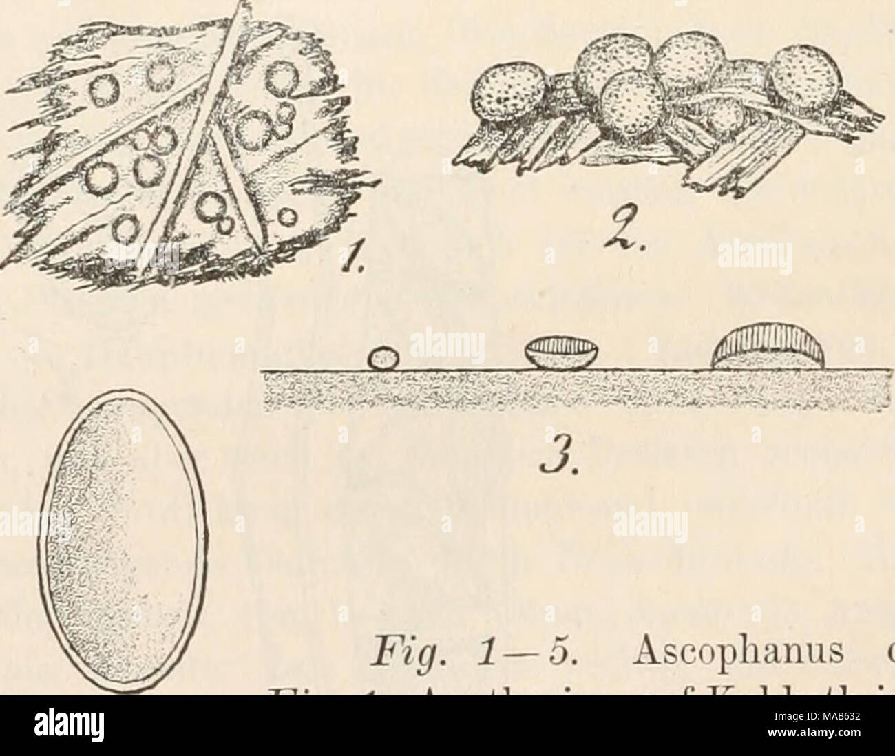 . Dr. L. Rabenhorst's Kryptogamen-Flora von Deutschland, Oesterreich und der Schweiz . Fig. 1—5. Ascophanus carneus. Fig. 1. Apothecien auf Kuhkoth in natür- licher Grösse. Fig. 2. Einige Apothecien. Fig. 3. Längsschnitt durch Apothecien. Fig. 4. Schlauch mit Paraphysen. Fig. 5. Sporen. (Fig. 2 u. 3 etwas, Fig. 4 u. b stark vergrössert. Fig. 2 nach Boud., Mem. Ascob. pl. 12, flg. 3S, 2; die übrigen Original- zeichnungen nach der Natur.) Stock Photo