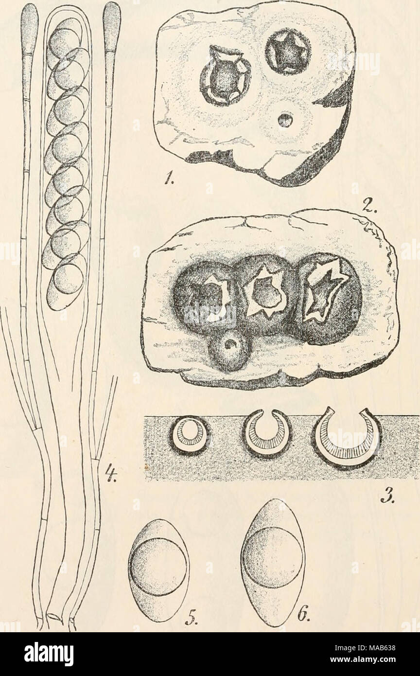 . Dr. L. Rabenhorst's Kryptogamen-Flora von Deutschland, Oesterreich und der Schweiz . Fig. 1. Apothecien von Sepultaria arenosa. Fig. 2. Apothecien aus der Erde genommen. Fig. 3. I^ängsschnitt durch Apothecien von Sepultaria arenicola. Fig. 4. Schlauch mit Paraphysen von Sepultaria arenicola. Fig. 5. Spore. Fig. 6. Spore von Sepultaria arenosa. (Fig. 1—3 in natürlicher Grösse, Fig. 4—6 stark vergrössert. Fig. 2 u. 6 nach Skizzen von Winter, Fig. 1, 3—5 Originalzeichnungen nach der Natur.) Stock Photo