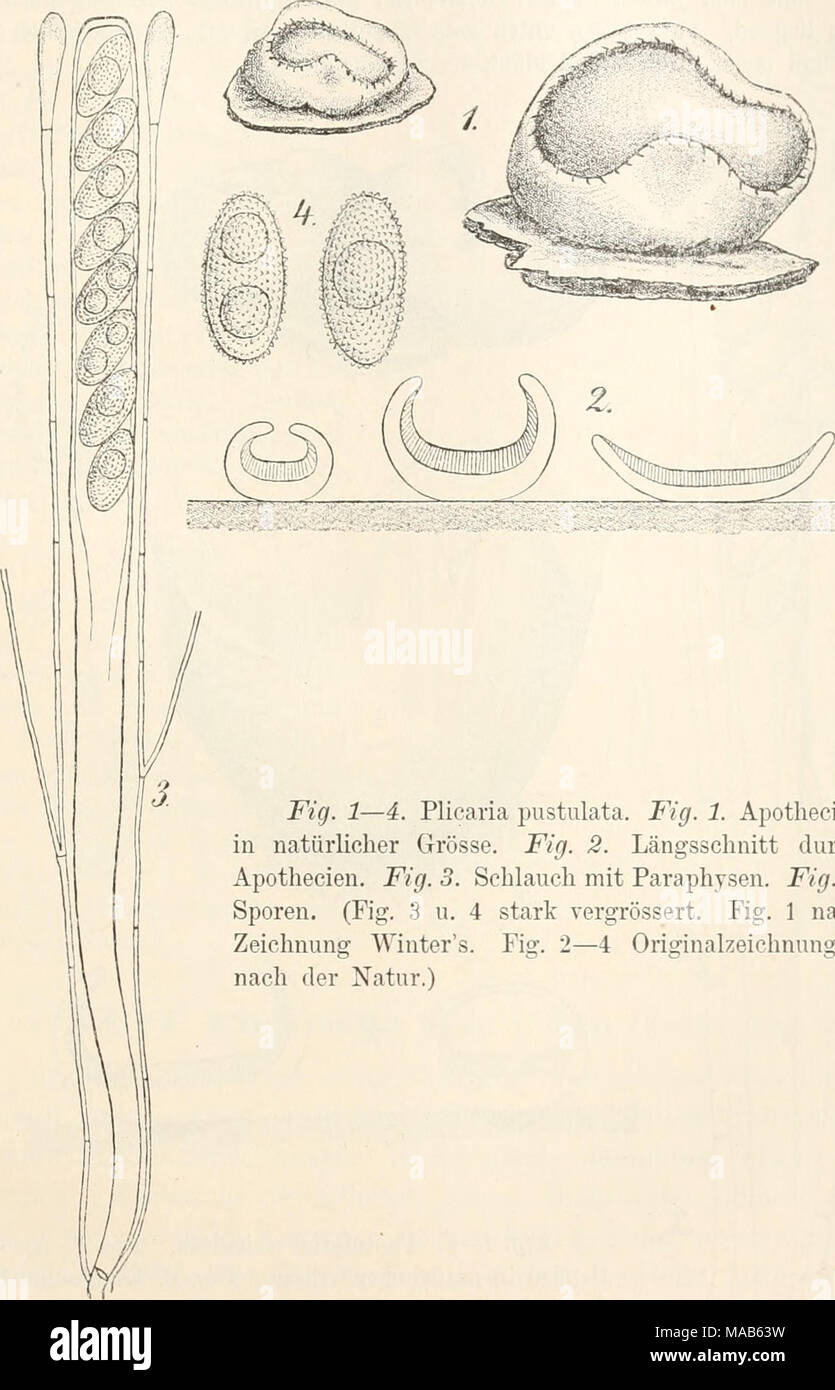 . Dr. L. Rabenhorst's Kryptogamen-Flora von Deutschland, Oesterreich und der Schweiz . Fig. 1—4. Plicaria pustulata. Fig. 1. Apothecien in natürlicher Grösse. Fig. 2. Längsschnitt durch Apothecien. Fig. 3. Schlauch mit Paraphysen. Fig. 4. Sporen. (Fig. 3 u. 4 stark vergrössert. Fig. 1 nach Zeichnung Winter's. Fig. 2—4 Originalzeichnungen nach der Natur.) Pustularia. Apothecien gross, vereinzelt oder büschelig, eingesenkt und hervorbrechend oder sitzend, zuerst kuglig, glockenförmig geschlossen, rundlich oder lappig eingerissen sich öffnend und die krugförmige, später oft flache, zuletzt unrege Stock Photo