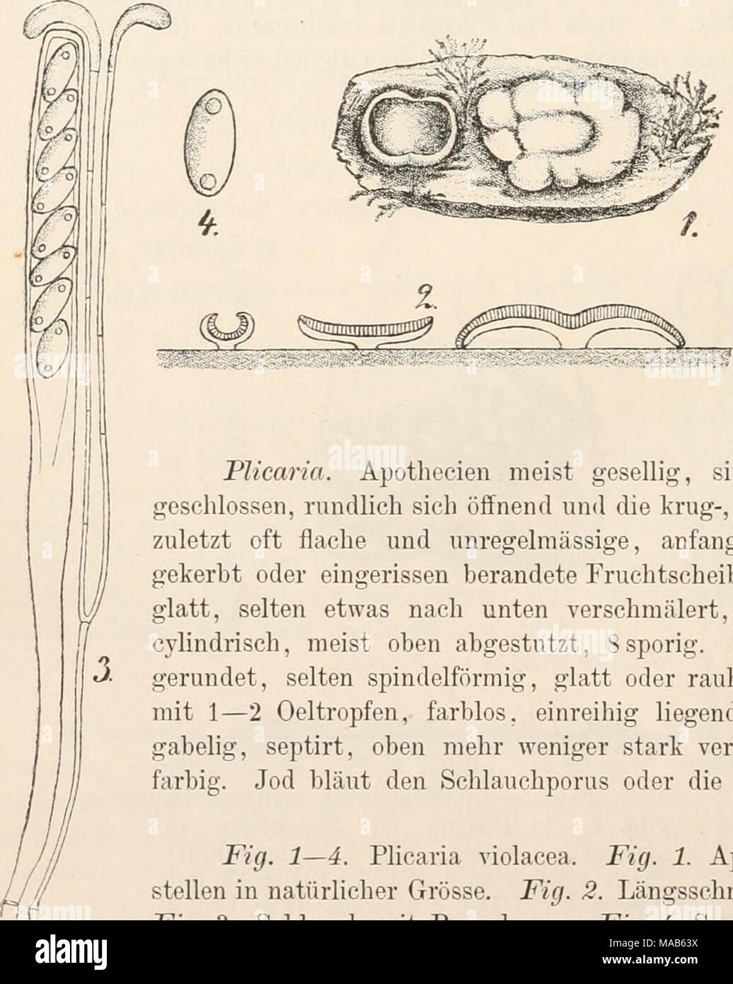 Dr. L. Rabenhorst's Kryptogamen-Flora von Deutschland, Oesterreich und der  Schweiz . PUcaria. Apothecien meist gesellig, sitzend, zuerst kuglig,  geschlossen, rundlich sich öffnend und die krug-, dann schüsseiförmige,  zuletzt oft flache und