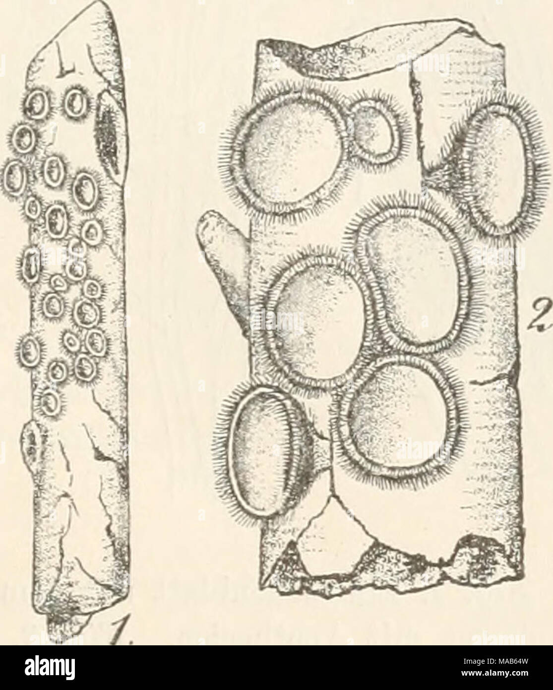 . Dr. L. Rabenhorst's Kryptogamen-Flora von Deutschland, Oesterreich und der Schweiz . Fig. 1—4:. Lachnimi bicolor. Fig. 1. Ein Eichenästchen mit dem Pilz in natürlicher Grösse. Fig. 2. Ein Stück davon mit Apothecien. Fig. 3. Schlauch mit Paraphysen. Fig. 4. Sporen. (Fig. 2 massig, Fig. 3 u. 4 stark vergrössert. Sämmtliche Originalzeichnungen nach der Natur.) Stock Photo
