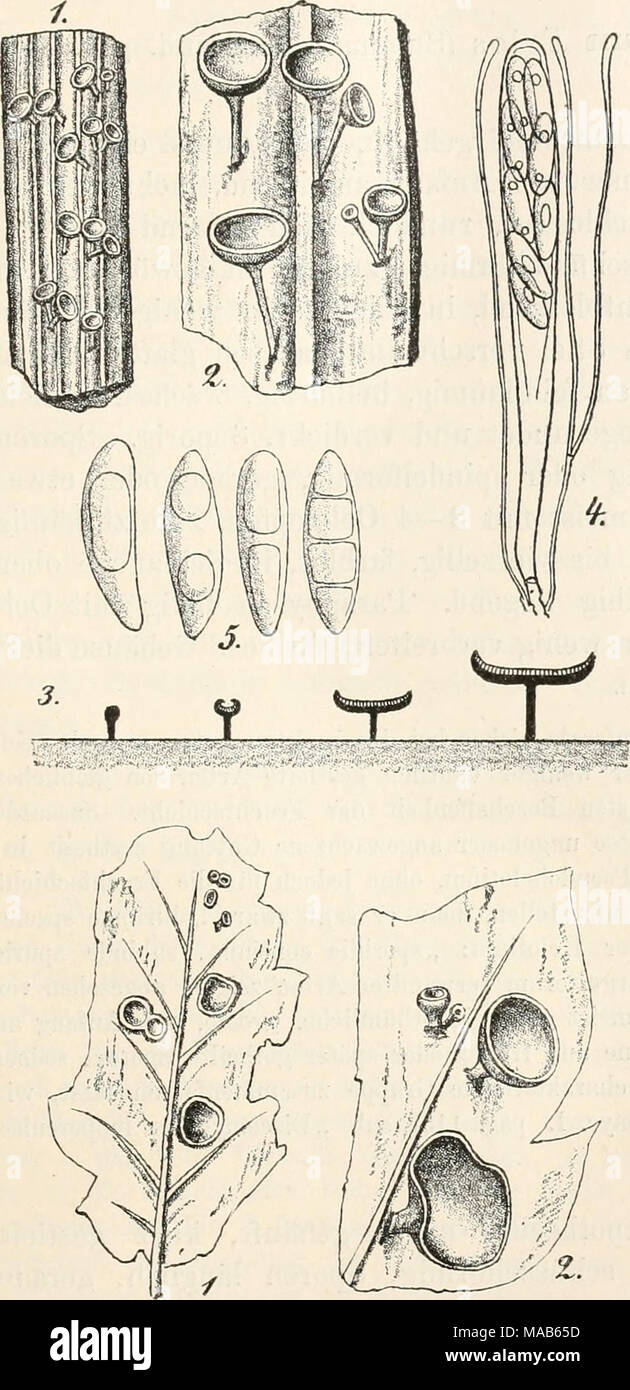 . Dr. L. Rabenhorst's Kryptogamen-Flora von Deutschland, Oesterreich und der Schweiz . Fig. 1—5. Helotium scutula. Fig. 1. Ein Stengel- stück von Artemisia mit dem Pilz in natürlicher Grösse. Fig. 2. Ein Stück davon mit Apothecien. Fig. 3. Längsschnitt durch Apo- thecien. Fig. 4. Schlauch mit Paraphysen. Fig. 5. Sporen. (Fig. 2 u. 3 etwas, Fig. 4 u. 5 stark vergrössert. Sämmtliche Originalzeich- nnngen nach der Natur.) Stock Photo
