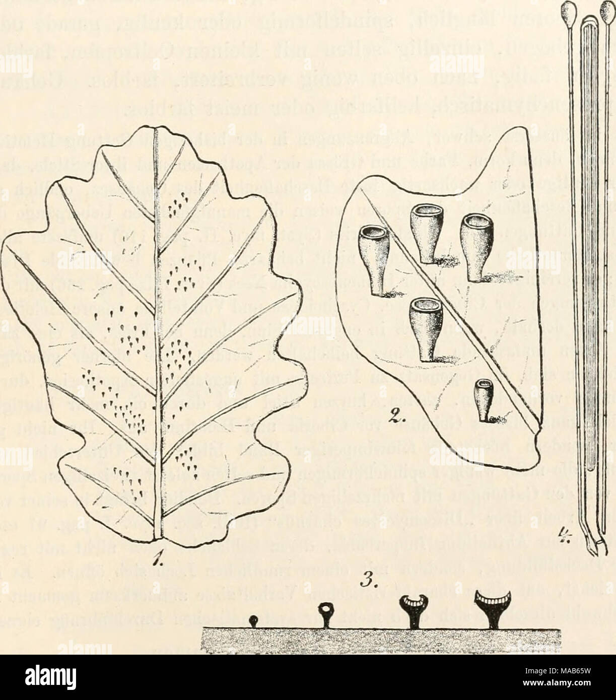 . Dr. L. Rabenhorst's Kryptogamen-Flora von Deutschland, Oesterreich und der Schweiz . 1 S Fig. 1—5. Pocillum Cesatii. Fig. 1. Ein Eichenblatt mit dem Pilz ia natürlicher Grösse. Fig. 2. Ein Theil davon mit Apothecien. Fig. 3. Längs- schnitt durch Apothecien. Fig. i. Schlauch mit Paraphysen. Fig. 5. Spore. (Fig. 2 u. 3 massig, Fig. 4 u. 5 stark vergrössert. Sämmtliche Originalzeichnungen nach der Natur.) 45* Stock Photo