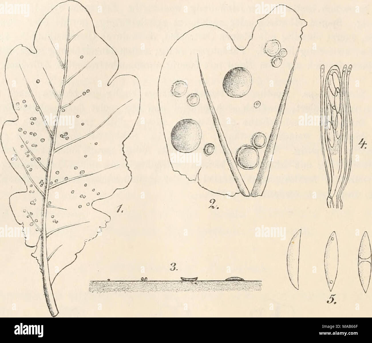 . Dr. L. Rabenhorst's Kryptogamen-Flora von Deutschland, Oesterreich und der Schweiz . Fig. 1—5. Pezizella tumidula. Fig. 1. Ein Eiehenblatt mit dem Pilz in natürlicher Grösse. Fig. 2. Ein Stück davon mit Apothecien. Fig. 3. Quer- schnitt durch Apothecien. Fig. 4. Schlauch mit Paraphysen. Fig. 5. Sporen. (Eig. 2 u. 3 massig, Fig. 4 u. 5 stark vergrössert. Sämmtliche Originalzeichnungen nach der Natur.) Stock Photo