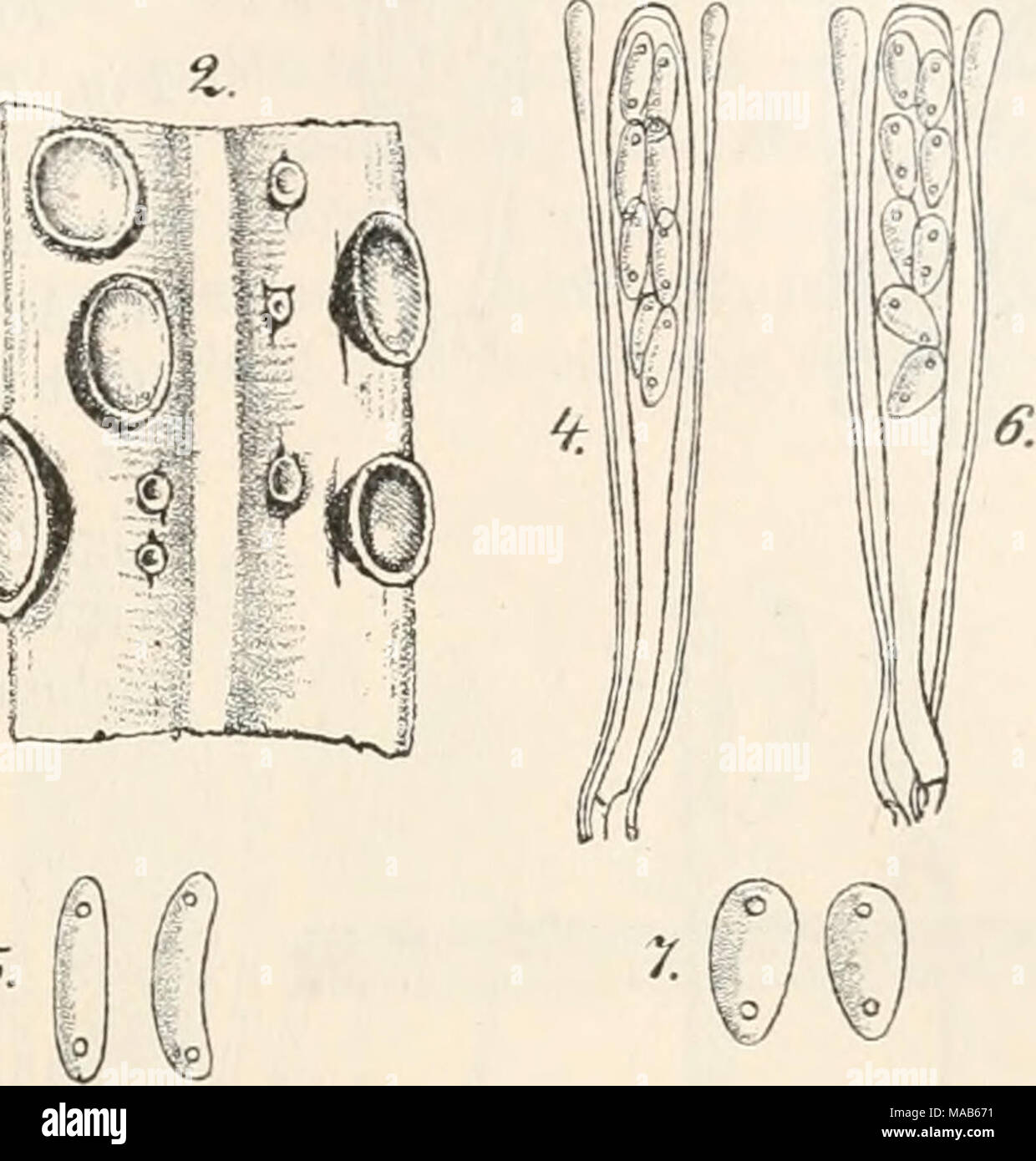 . Dr. L. Rabenhorst's Kryptogamen-Flora von Deutschland, Oesterreich und der Schweiz . m ö^&quot;*» ^ I Fig. 1—5. Pvrenopeziza Absinthii. Fig. 1. Ein Stengelstück von Artemisia campestris mit dem Pilz in natürlicher Grösse. Fig. 2. Ein Stück mit Apothecien. Fig. 3. Querschnitt durch Apothecien. Fig. 4. Schlauch und Parapbysen. Fig. 5. Sporen. — Fig. 6—7. Pyrenopeziza Lycopi. Fig. 6. Schlauch mit Paraphysen. Fig. 7. Sporen. (Fig. 2 u. 3 massig, Fig. 4—7 stark vergrössert. Sämmtliche Originalzeichnungen nach der Natur.) Stock Photo