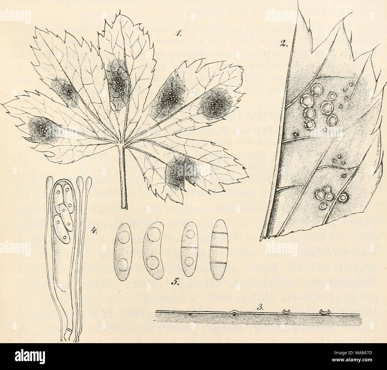 . Dr. L. Rabenhorst's Kryptogamen-Flora von Deutschland, Oesterreich und der Schweiz . Fig. 1—5. Fabraea Astrantiae. Fig. 1. Ein Blatt von Astrantia carniolica mit dem Pilz in natürlicher Grösse. Fig. 2. Ein Stück des Blattes mit Apothecien. Fig. 3. Querschnitt durch Apothecien. Fig. 4. Schlauch mit Paraphysen. Fig. 5. Sporen. (Fig. 2 u. 3 massig, Fig. 4 u. 5 stark vergrössert. Sämmtliche Original- zeichnungen nach der Natur.) Stock Photo