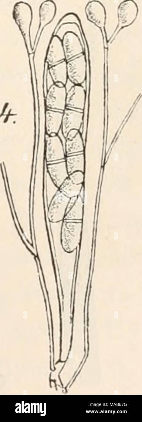 . Dr. L. Rabenhorst's Kryptogamen-Flora von Deutschland, Oesterreich und der Schweiz . Fig. 1—5. Niptera phaea. Fig. 1. Ein Stück Halm von Juucus effusus mit dem Pilz in natürlicher Grösse. Fig. 2. Apothecien vergrössert. Fig. 3. Quer- schnitt durch Apothecien. Fig. 4. Schlauch mit Paraphysen. Fig. 5. Sporen. (Fig. 2 u. 3 massig, Fig, 4 u. 5 stark vergrössert. Sämmtlich Originalzeichnungen nach der Natur.) Stock Photo